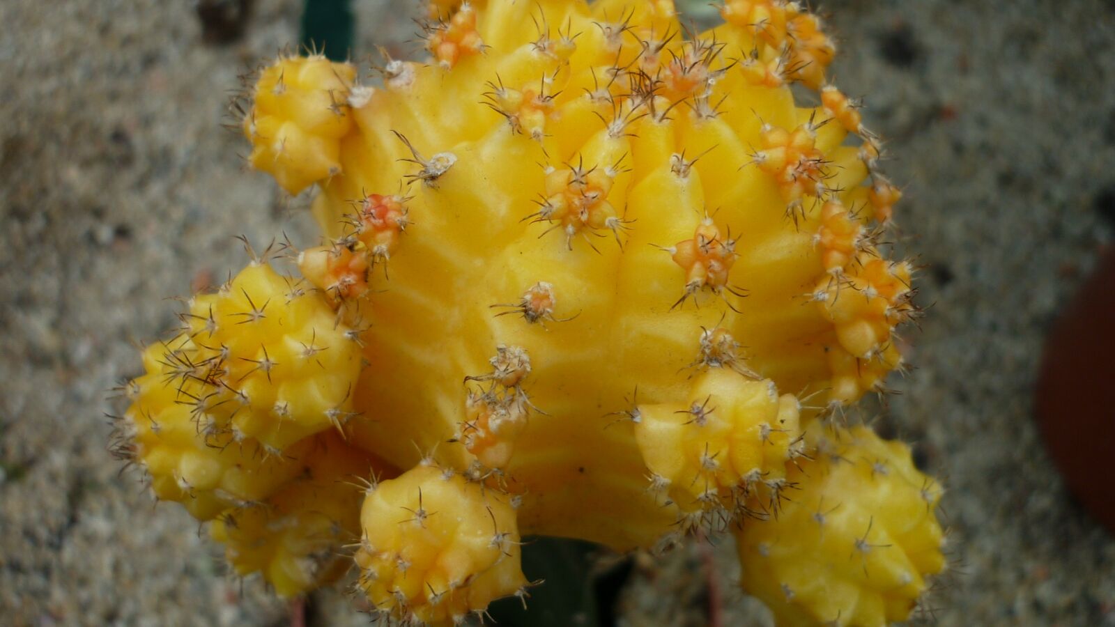 Panasonic Lumix DMC-FS6 sample photo. Cactus, ornamental plant, yellow photography