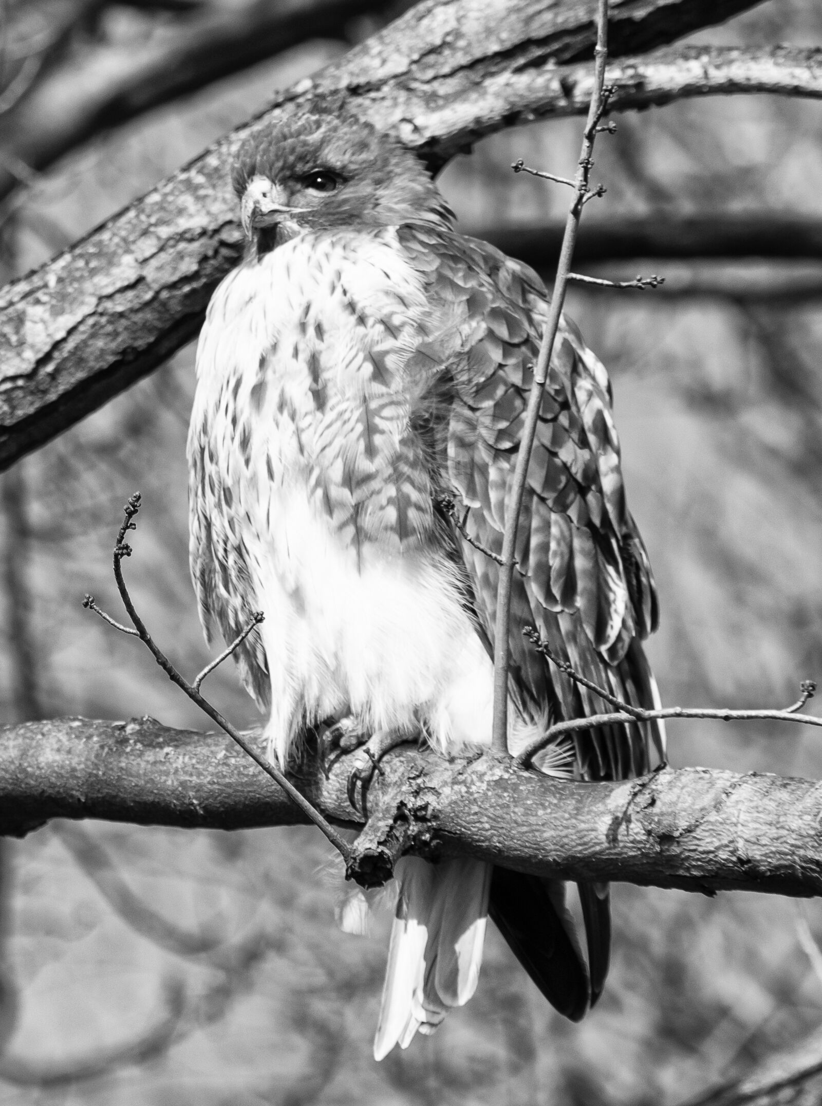 Nikon D7200 sample photo. Haw, tree, philadelphia photography