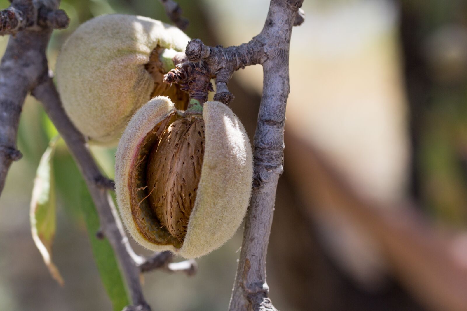 Canon EF-S 60mm F2.8 Macro USM sample photo. Almond, fruit, cultivation photography