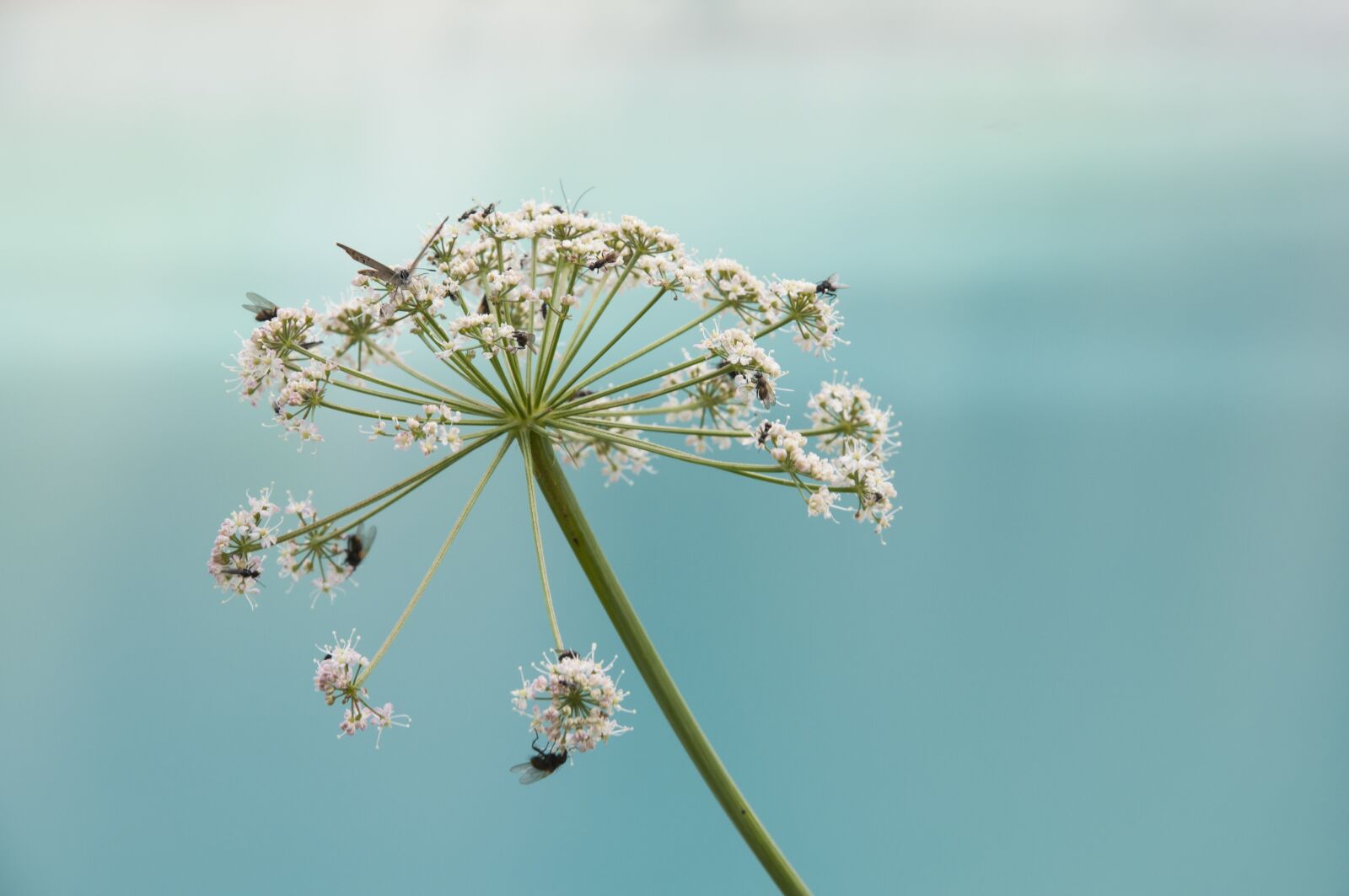 Nikon D90 sample photo. Yarrow, blossom, bloom photography