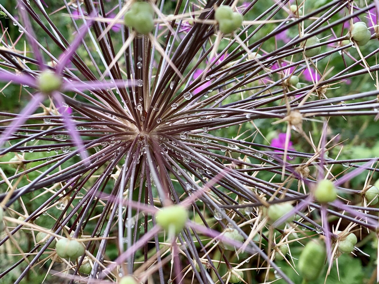 iPhone XS back dual camera 4.25mm f/1.8 sample photo. Allium, spiky, flower photography