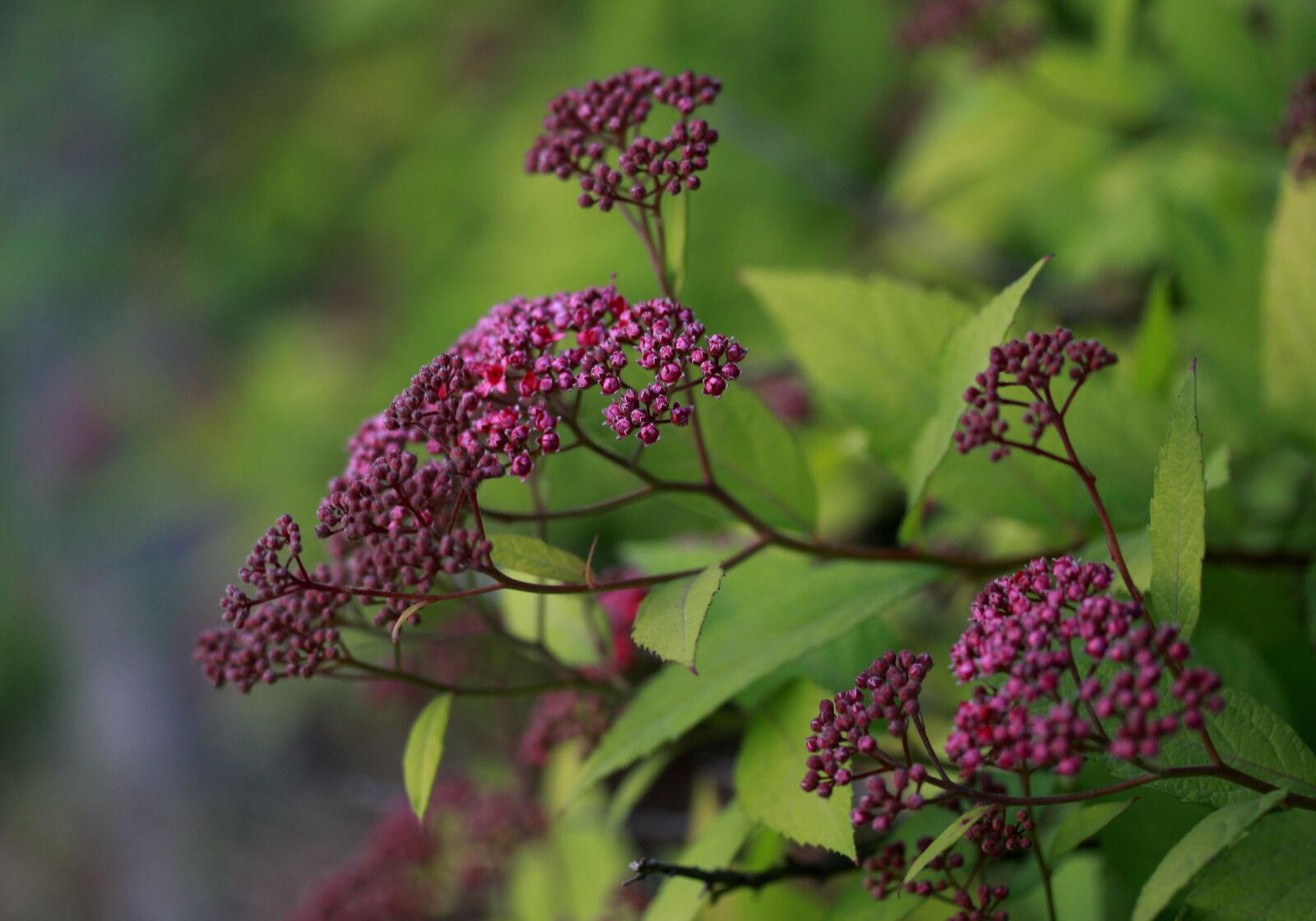 Canon EF-S 60mm F2.8 Macro USM sample photo. Flower, mov, wild photography
