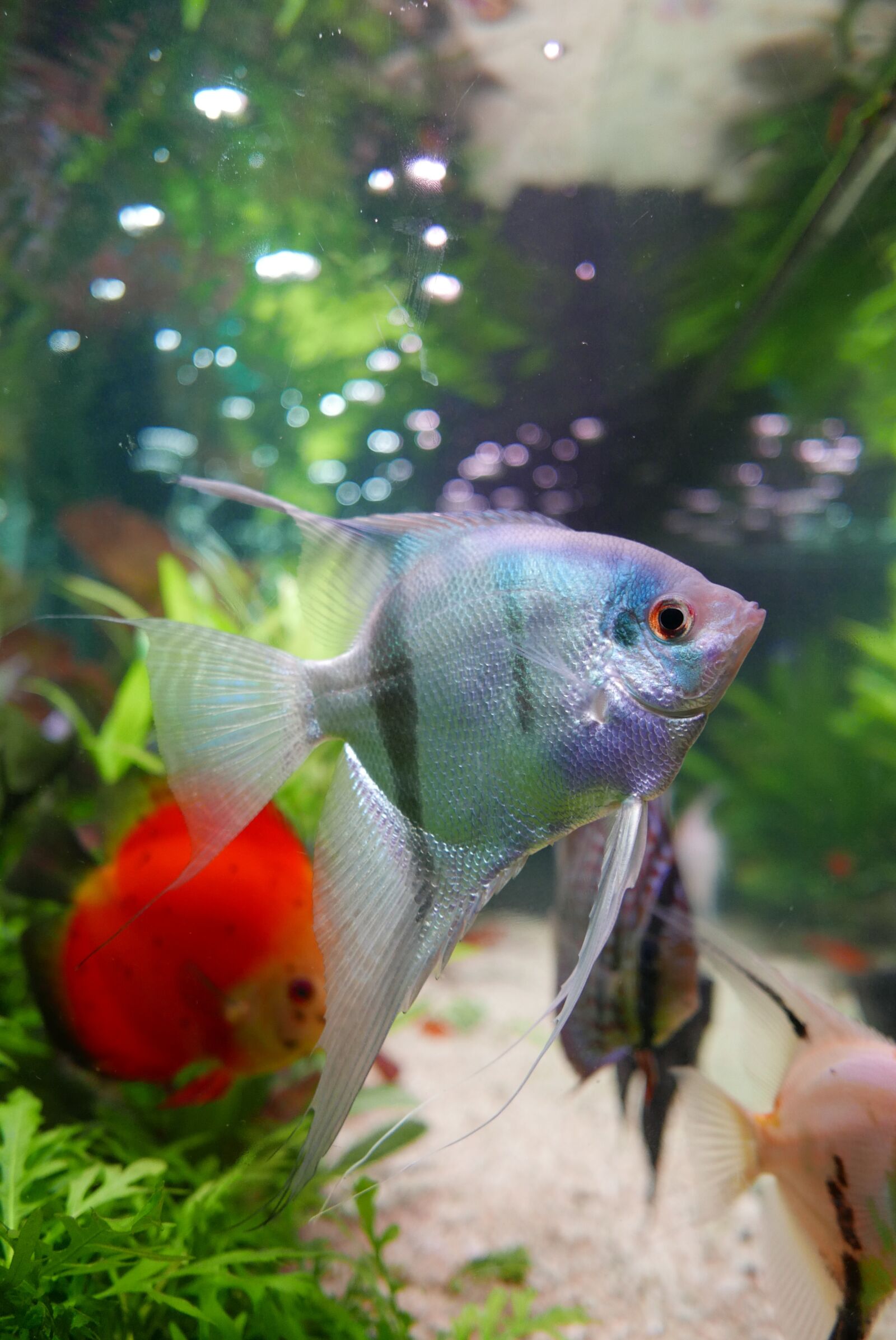 Panasonic Lumix DMC-LX100 sample photo. Fish, ornamental, aquarium photography