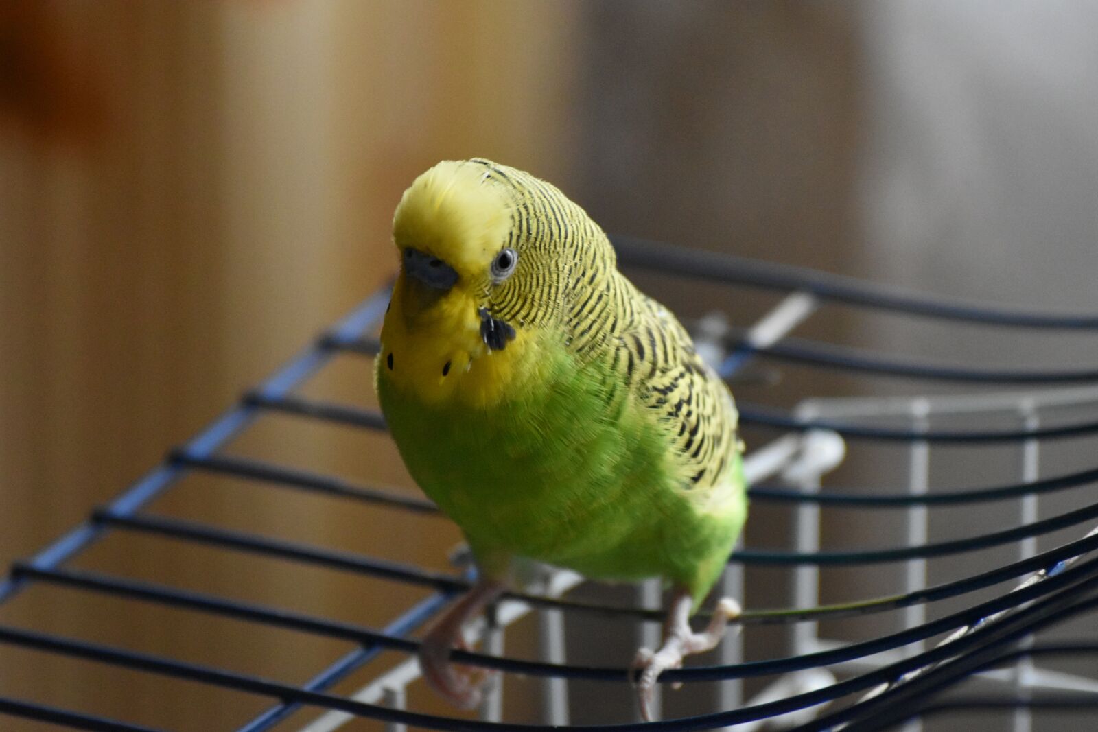 Nikon D5600 sample photo. Parrot, birds, bird photography