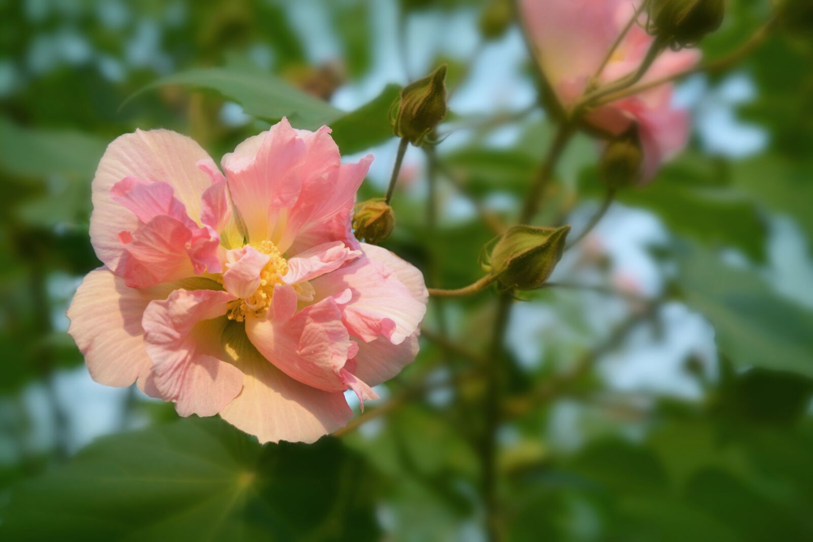 Nikon D5200 sample photo. Sanchanghua, mubiscus, pure photography