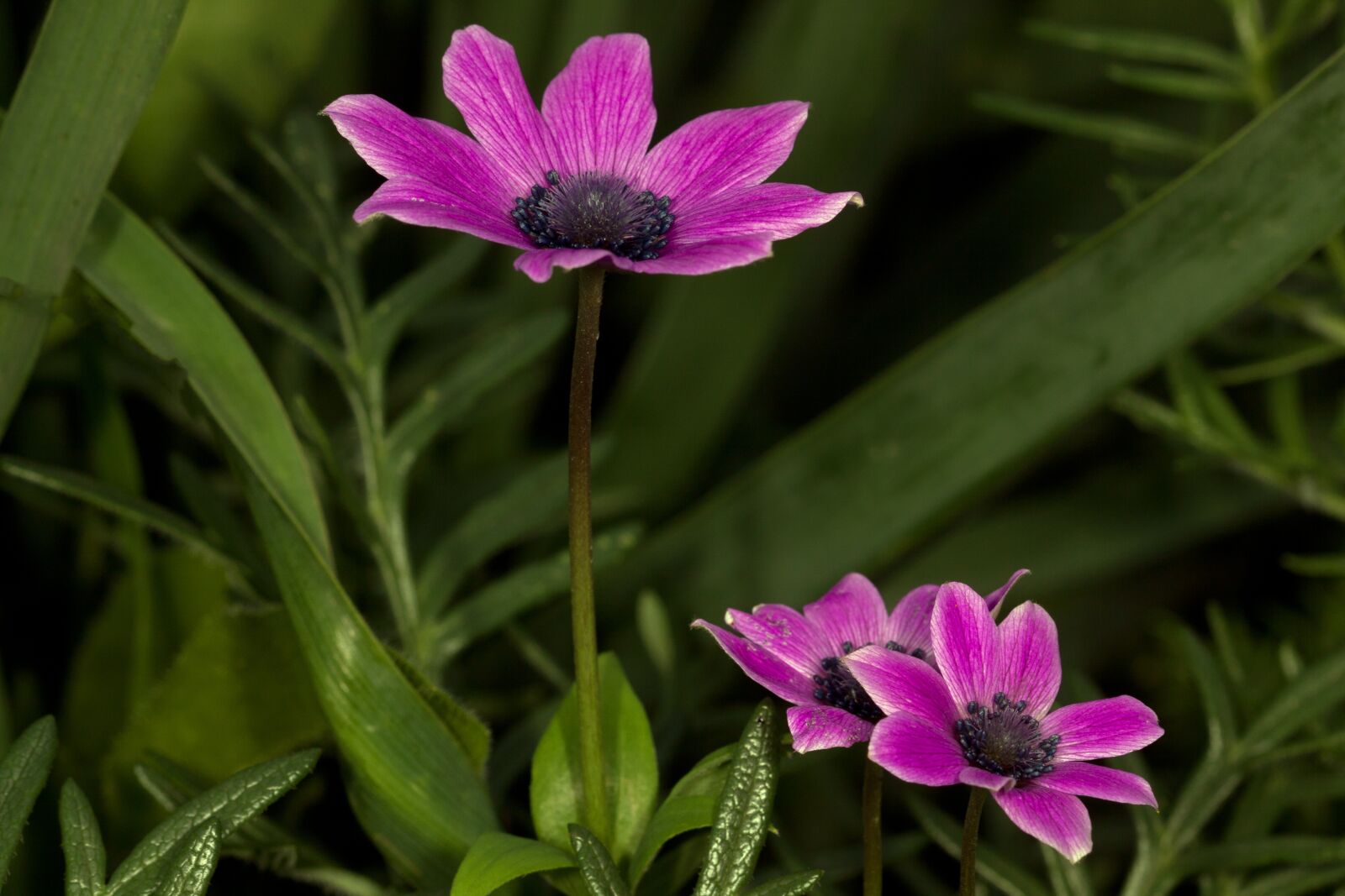 Canon EOS 50D + Canon EF 100mm F2.8 Macro USM sample photo. Anemone, wildflowers, flowers photography