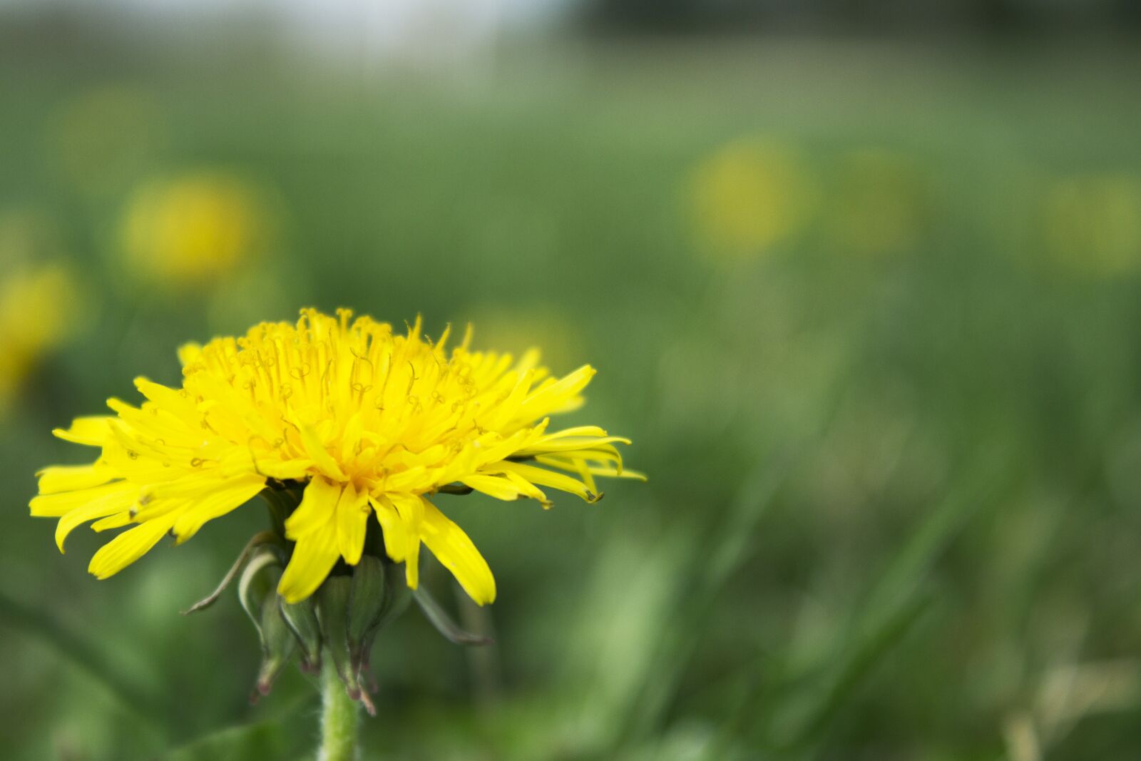 Canon EOS 1200D (EOS Rebel T5 / EOS Kiss X70 / EOS Hi) sample photo. Dandelion, field, flowers photography