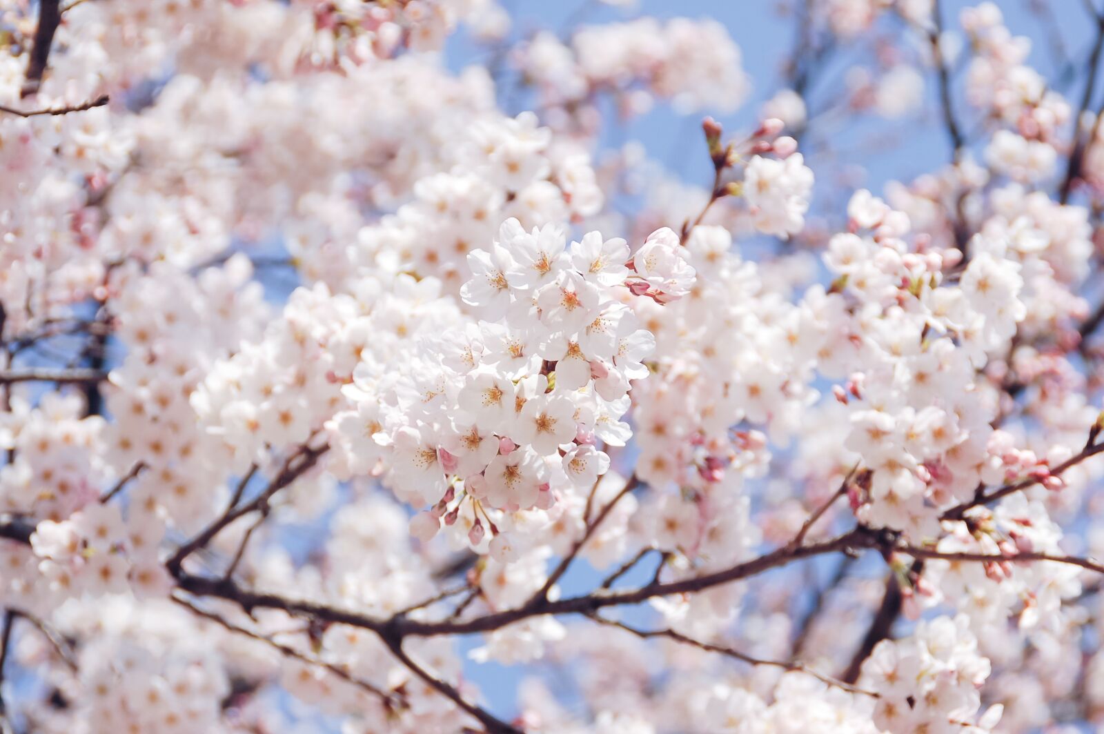Nikon D40 sample photo. Natural, landscape, plant photography