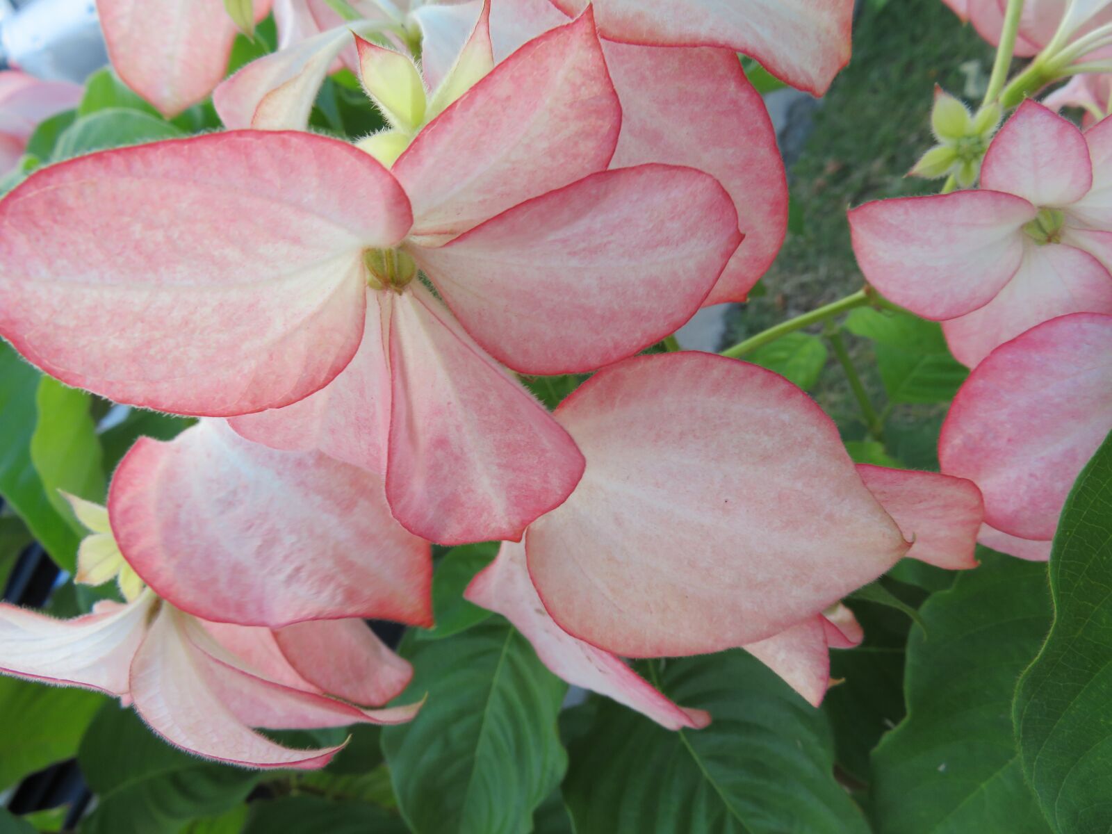 Canon PowerShot SX720 HS sample photo. Flower, tropical, nature photography