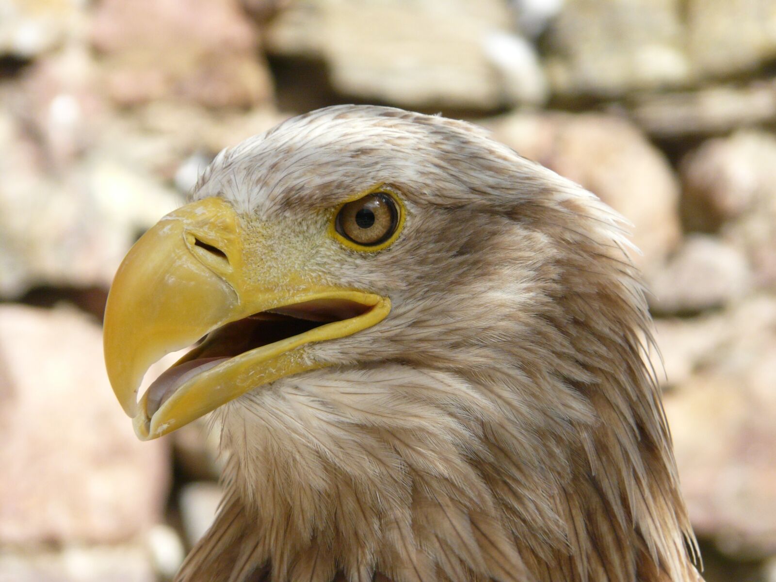 Panasonic DMC-FZ18 sample photo. Eagle, bird, raptor photography