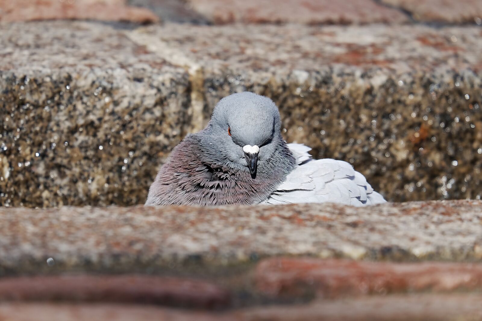 Fujifilm XF 55-200mm F3.5-4.8 R LM OIS sample photo. Dove, city pigeon, animal photography