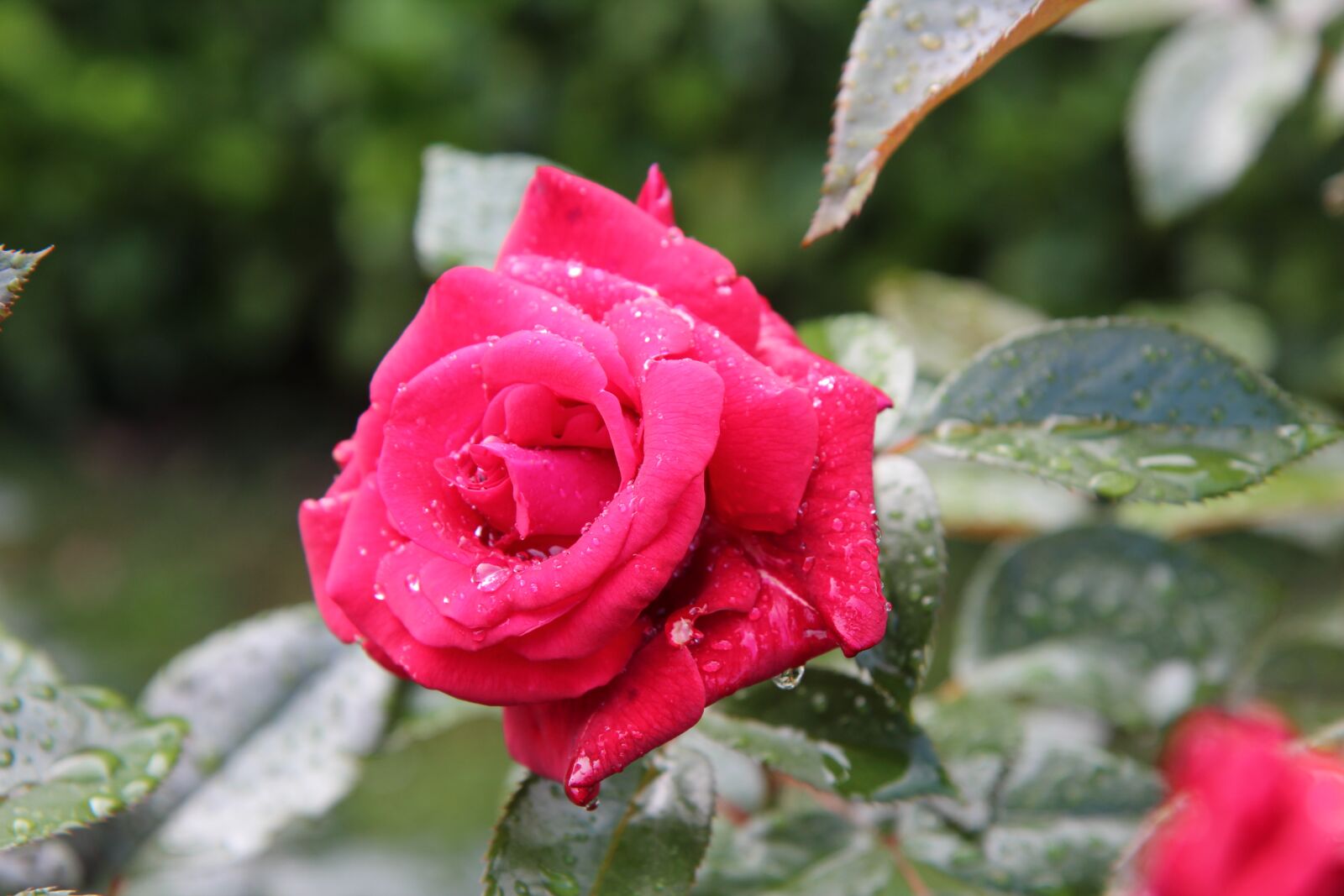 Canon EOS 600D (Rebel EOS T3i / EOS Kiss X5) sample photo. Pink, red rose, rosebush photography