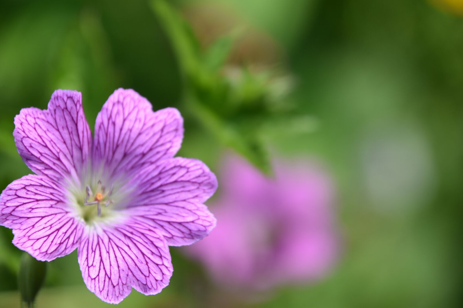 Nikon D5600 sample photo. Flower, plant, petals photography