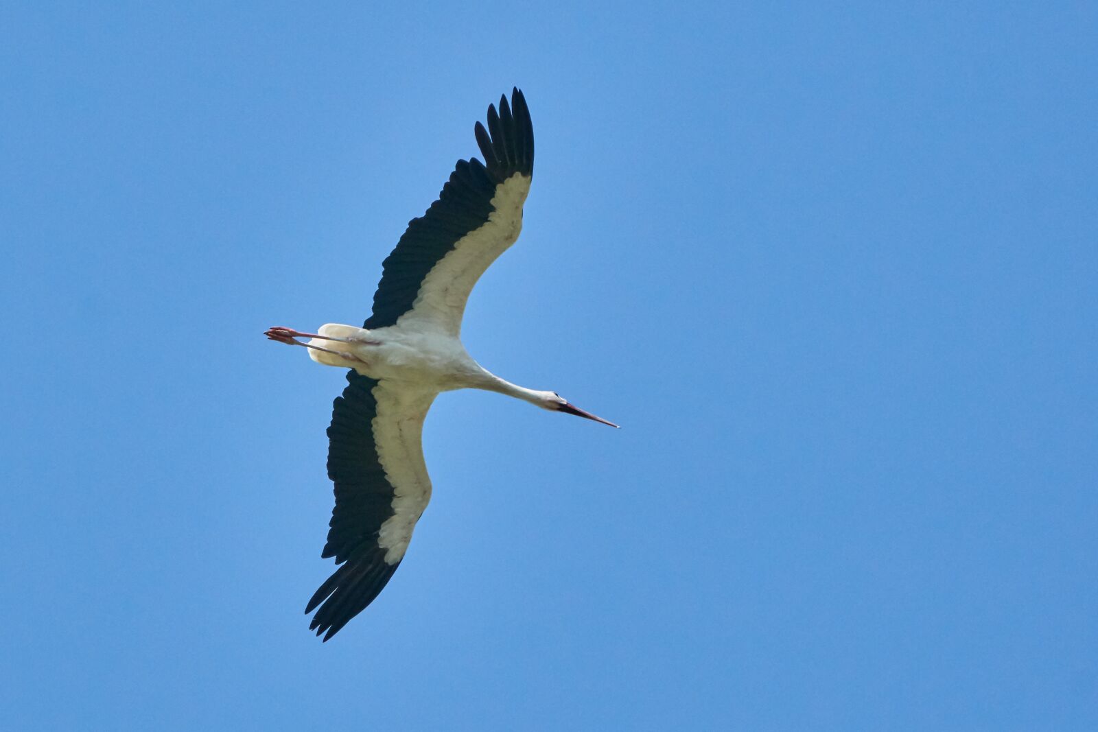 Sony a6300 sample photo. Stork, flying, sky photography