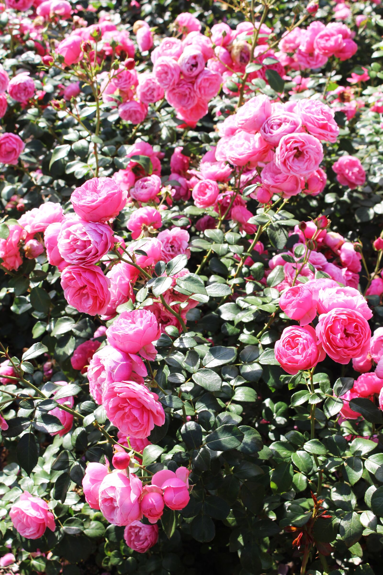 Canon EOS 700D (EOS Rebel T5i / EOS Kiss X7i) sample photo. Garden, roses, pink photography