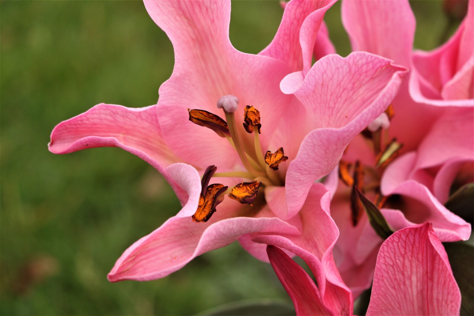 Canon EOS 7D Mark II sample photo. Flower, pink, nature photography