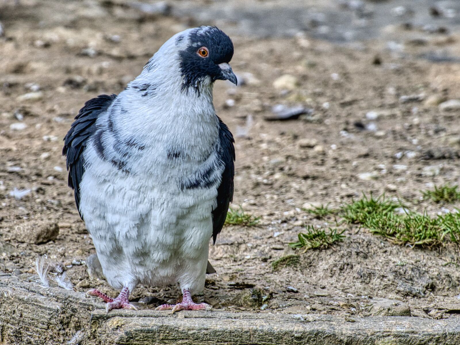 Nikon D7500 sample photo. Dove, species, plumage photography