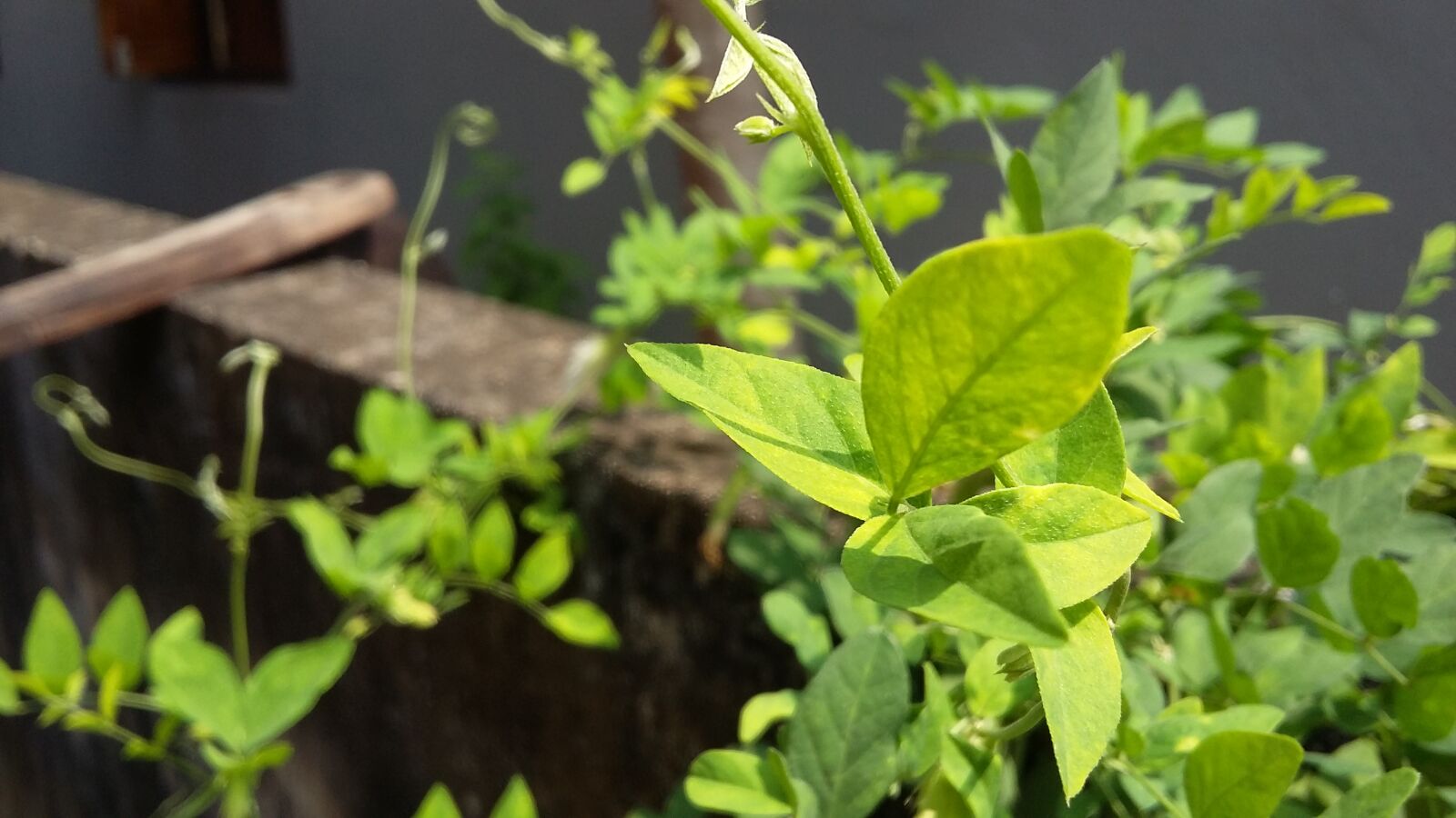 Samsung Galaxy Grand Prime sample photo