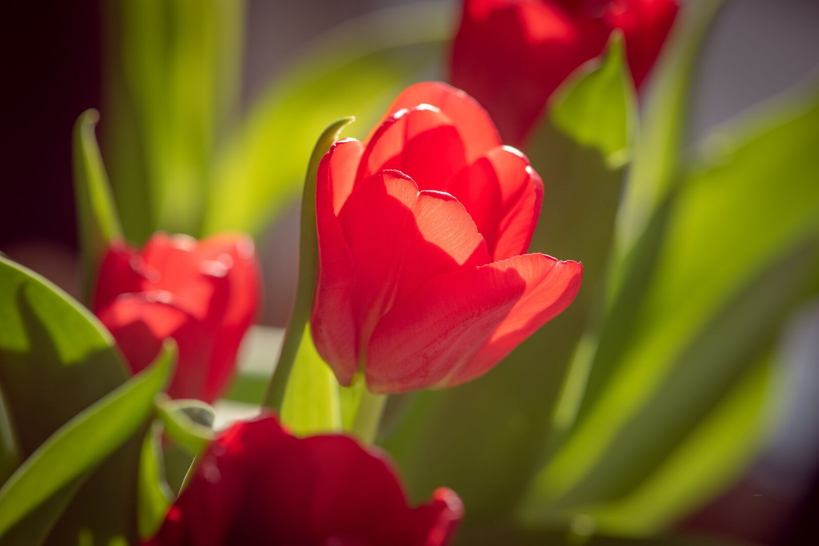 Nikon D750 sample photo. Tulips, red, flowers photography
