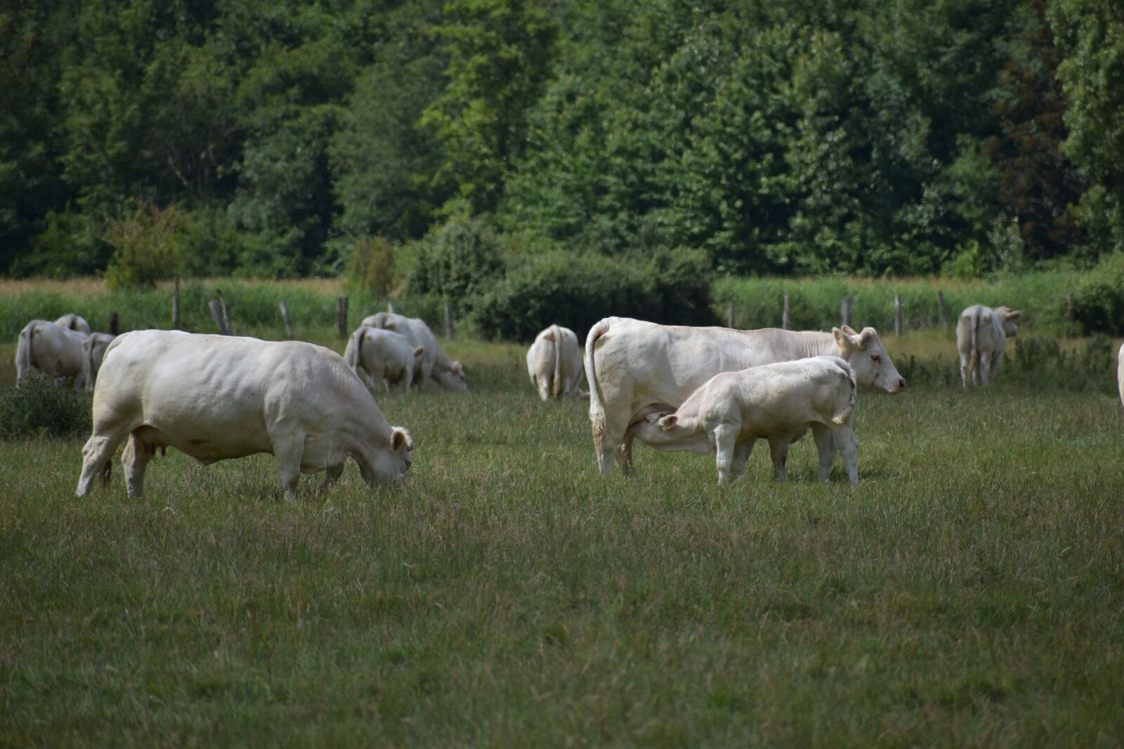 Nikon D3500 sample photo. Cows, calf, feeding photography