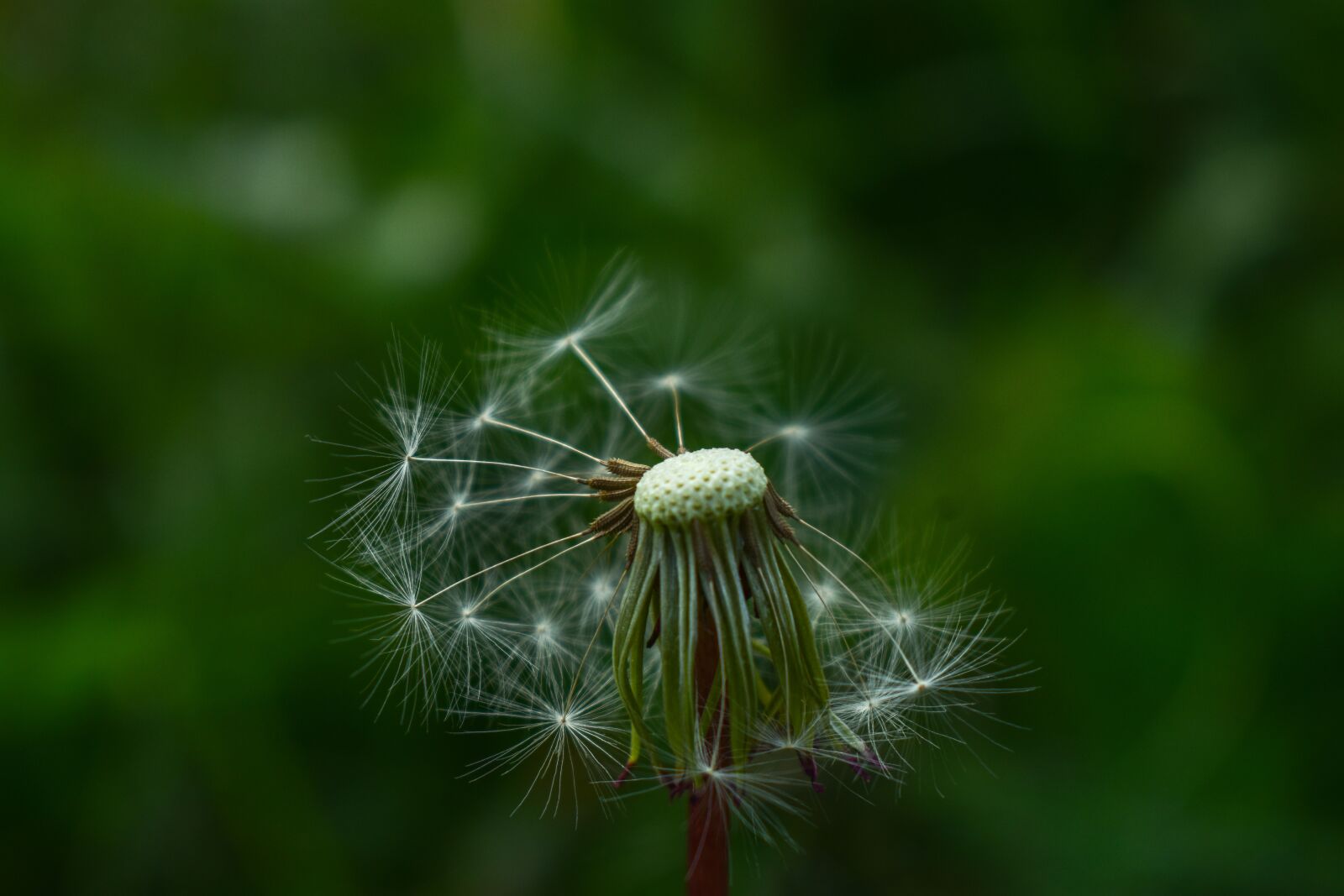Nikon D3400 sample photo. Dandelion, nature, high contrast photography