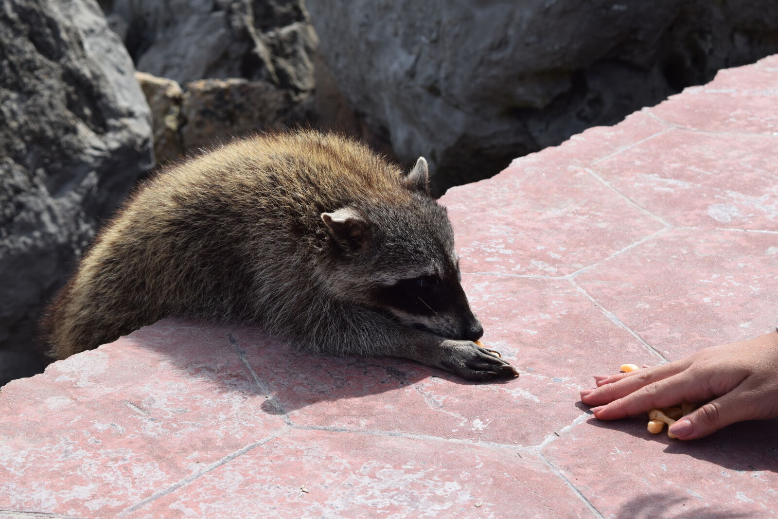 Nikon D3300 sample photo. Animals, raccoon, wildlife photography