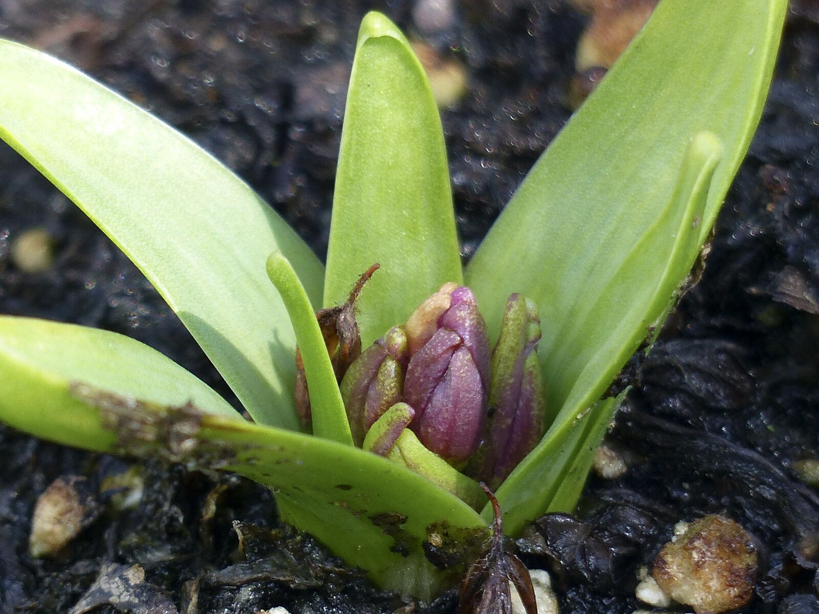 Panasonic Lumix DMC-FZ200 sample photo. Hyacinth, spring, flower photography
