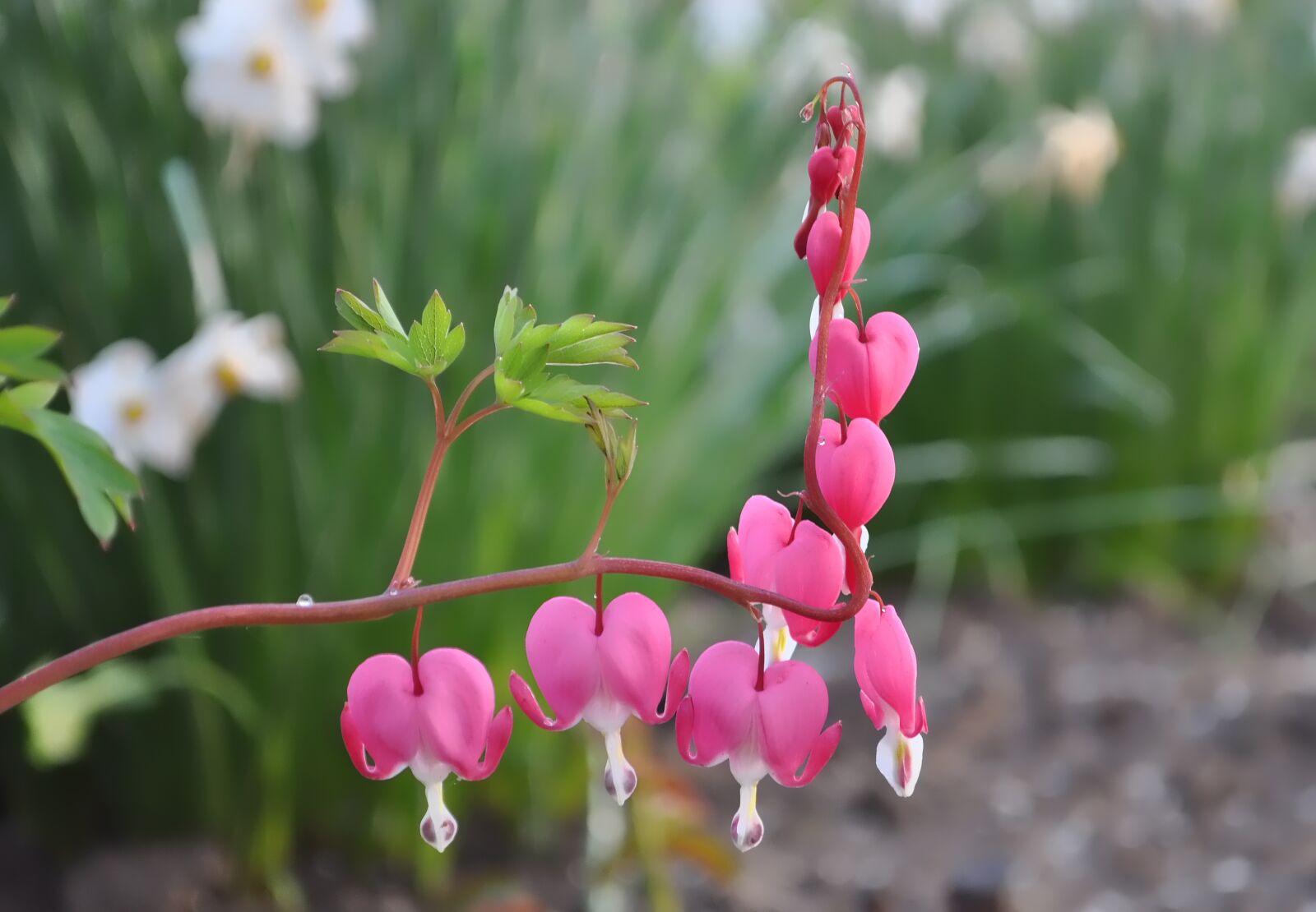 Nikon D5000 sample photo. Flower, nature, spring photography