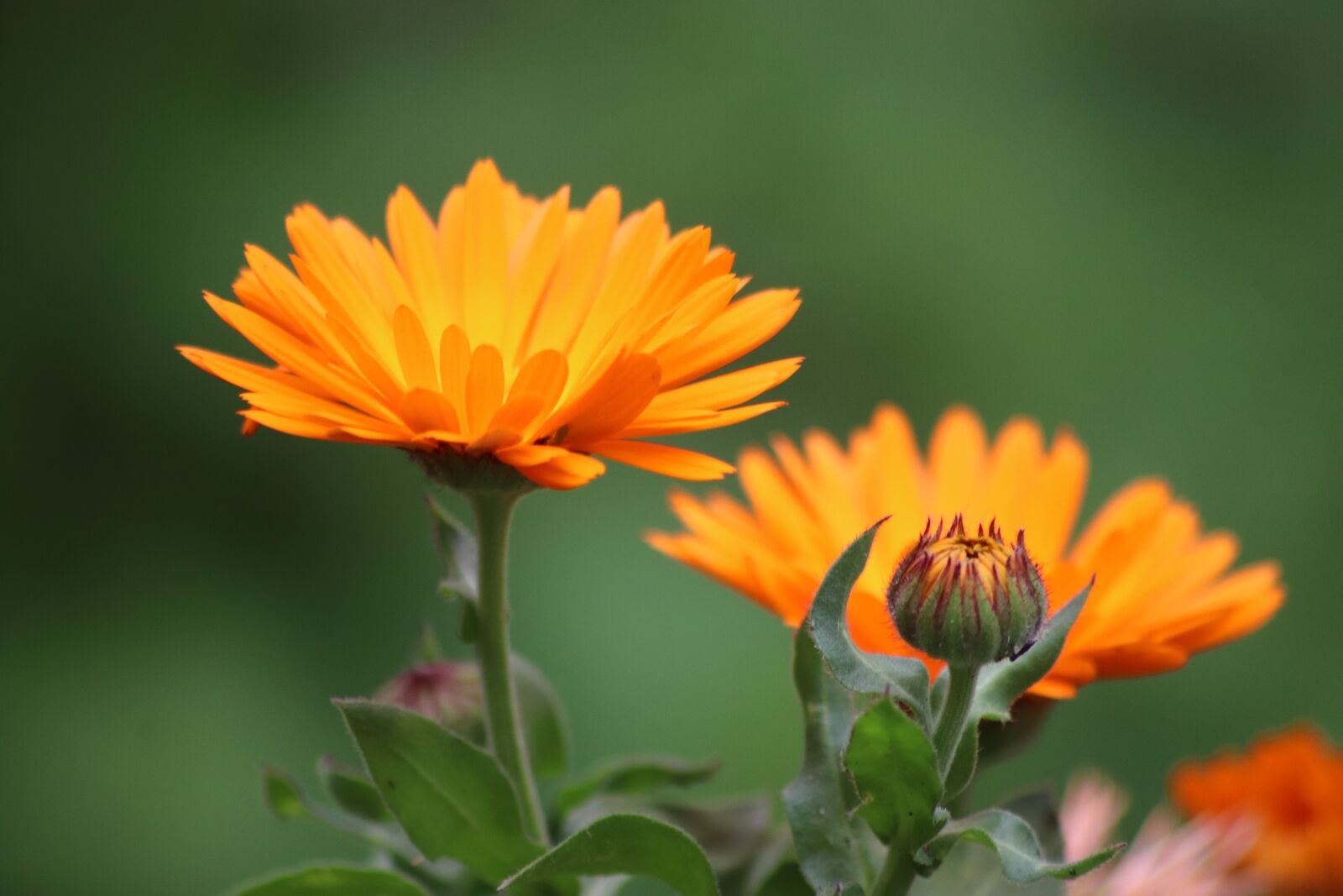 Canon EOS 800D (EOS Rebel T7i / EOS Kiss X9i) sample photo. Worries, marigold, flowers photography