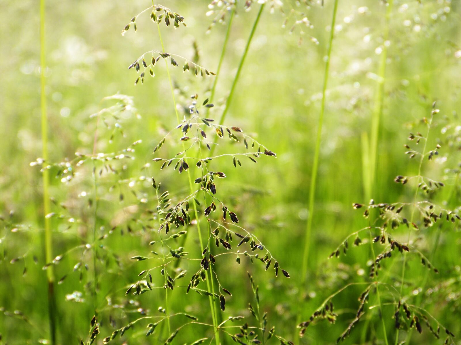 Panasonic Lumix DMC-FZ150 sample photo. Grasses, meadow, nature photography