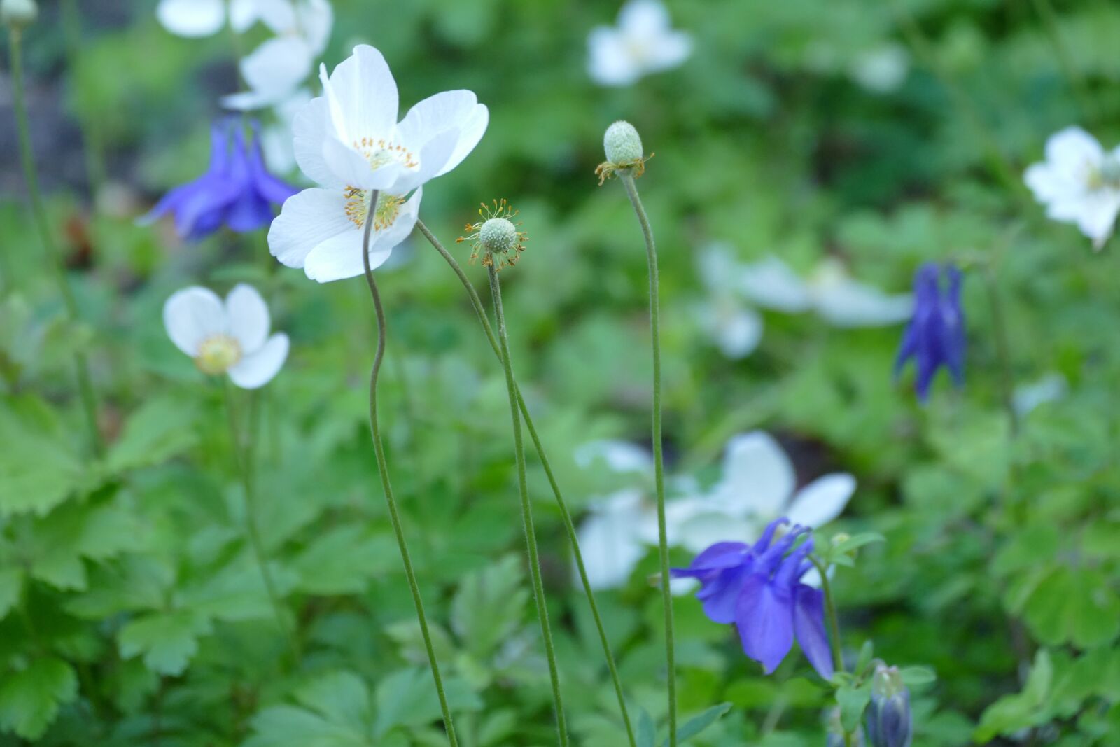 Panasonic Lumix DMC-FZ1000 sample photo. Anemone, white, flower photography