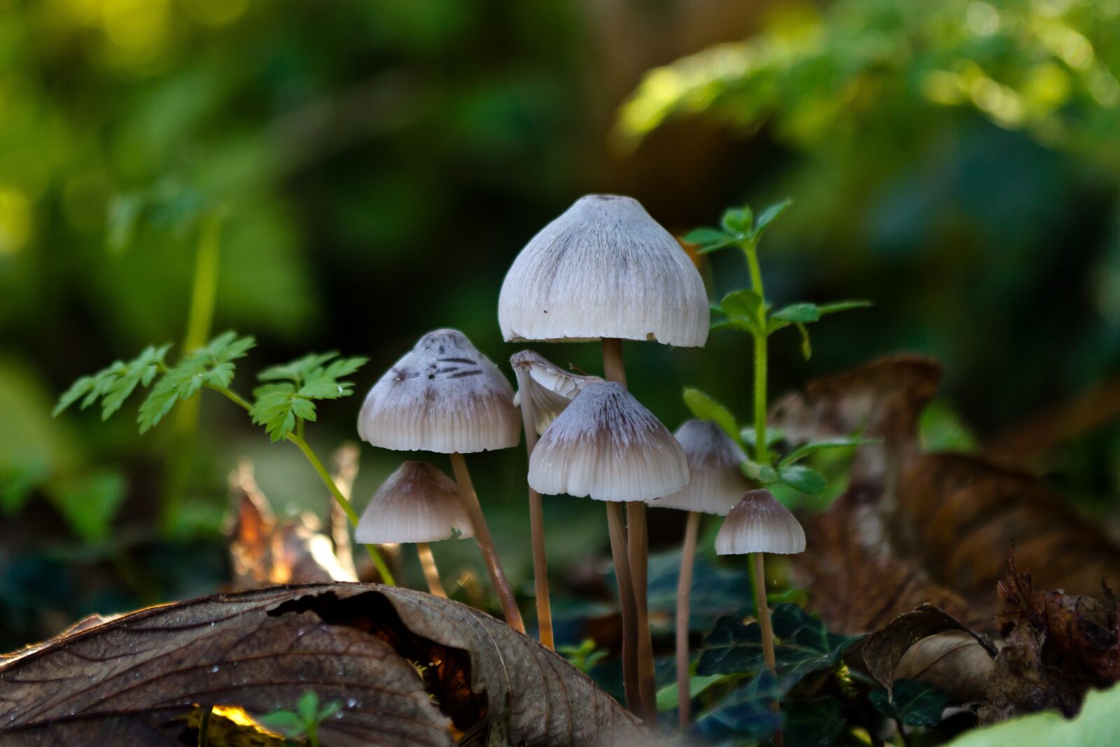 Canon EF 70-300mm F4-5.6 IS USM sample photo. Sponge, forest floor, autumn photography