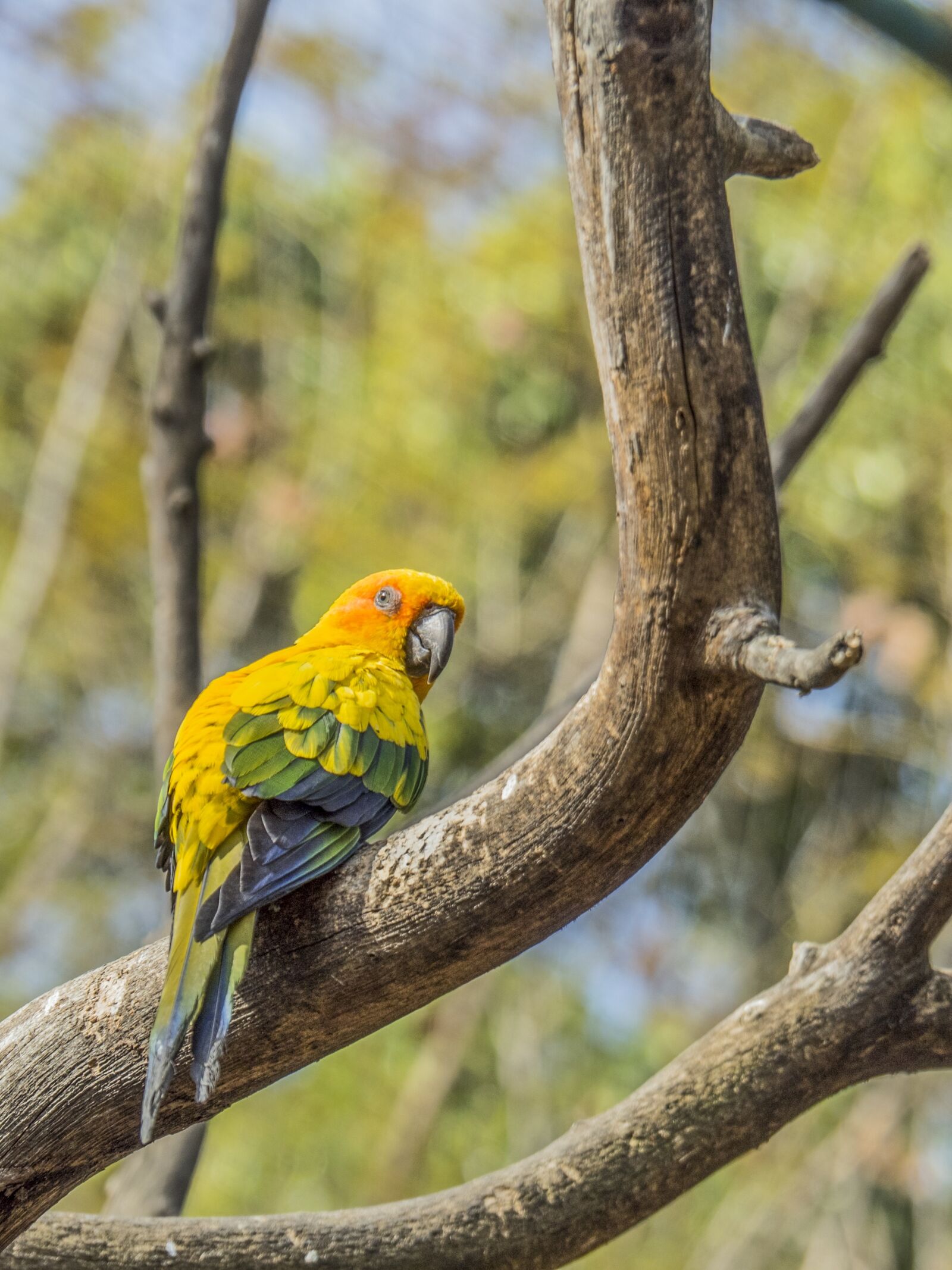 Olympus OM-D E-M5 II sample photo. Parrot, ave, animals photography