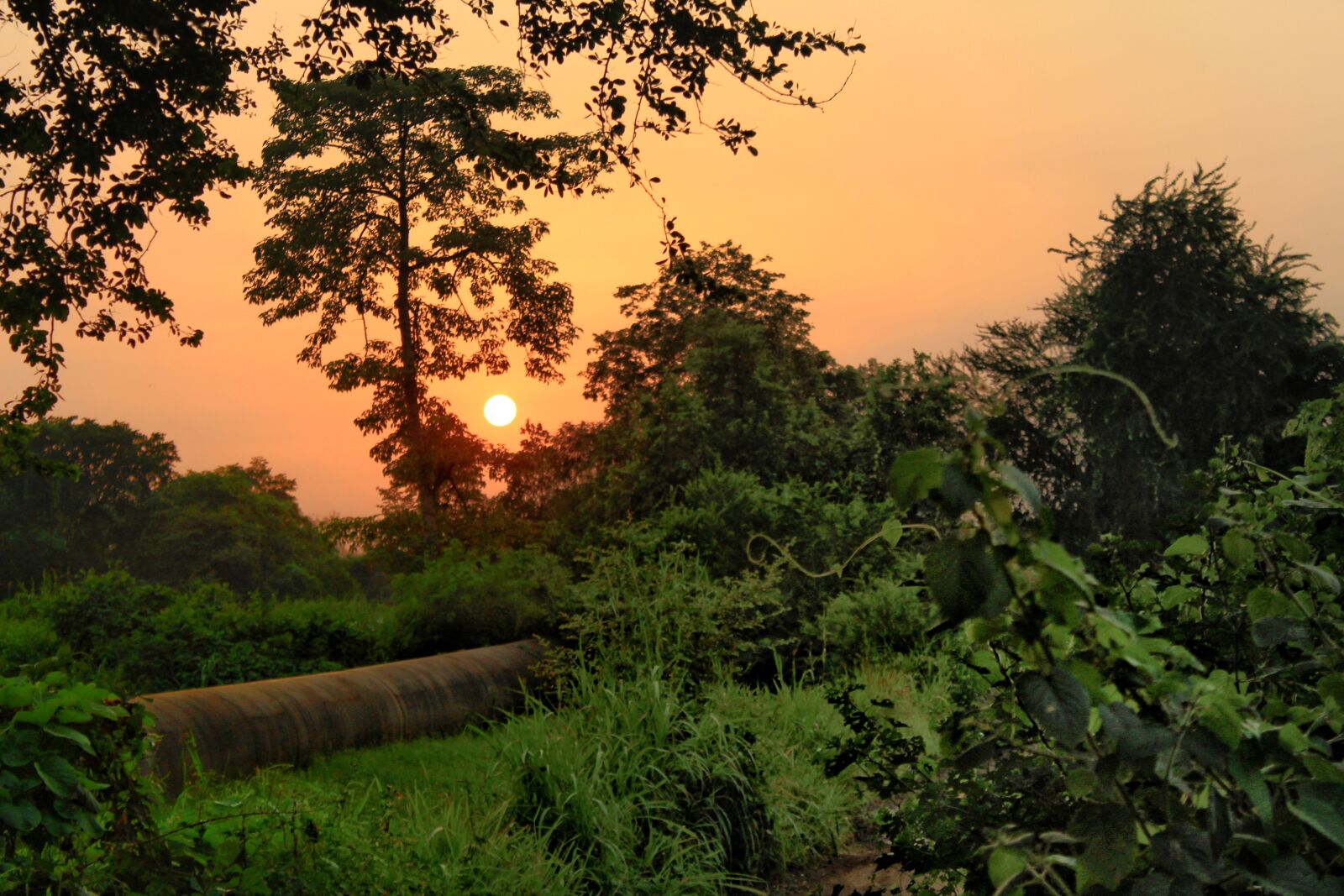 Canon EOS 1300D (EOS Rebel T6 / EOS Kiss X80) sample photo. Sunset, nature, orange photography