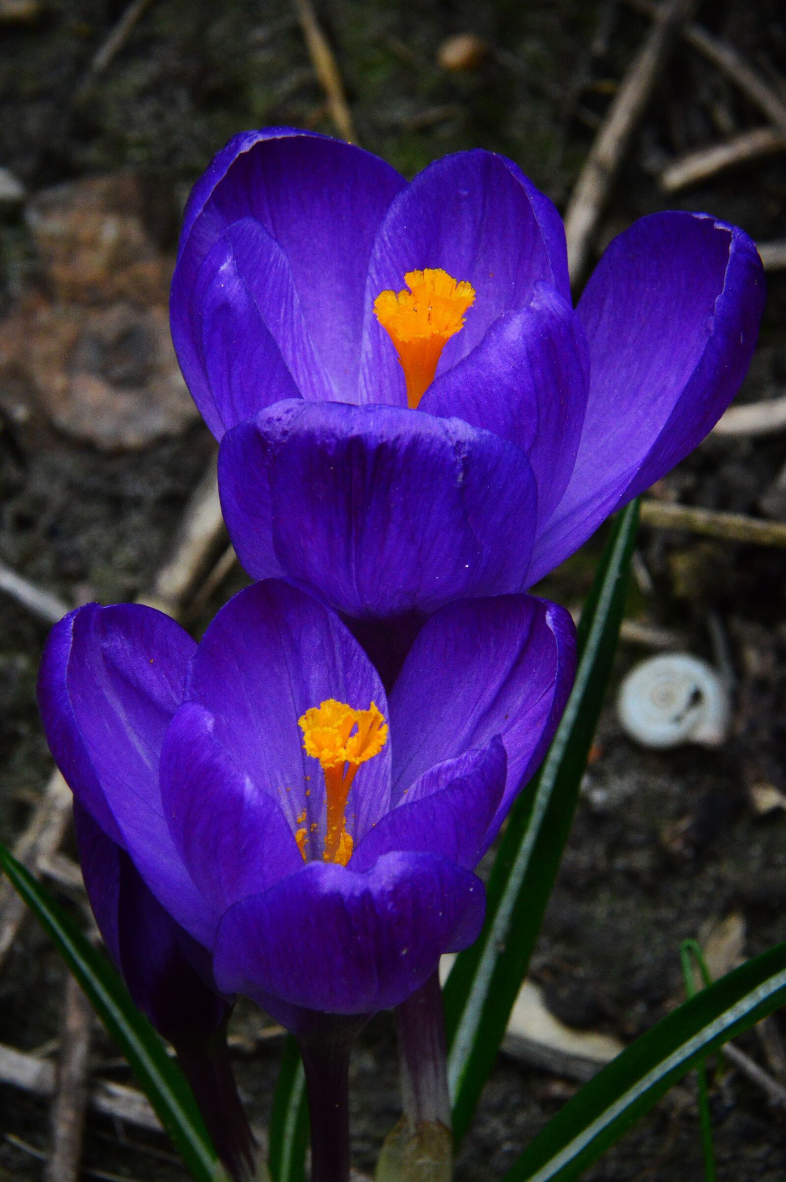 Nikon D3200 sample photo. Nature, flower, plant photography