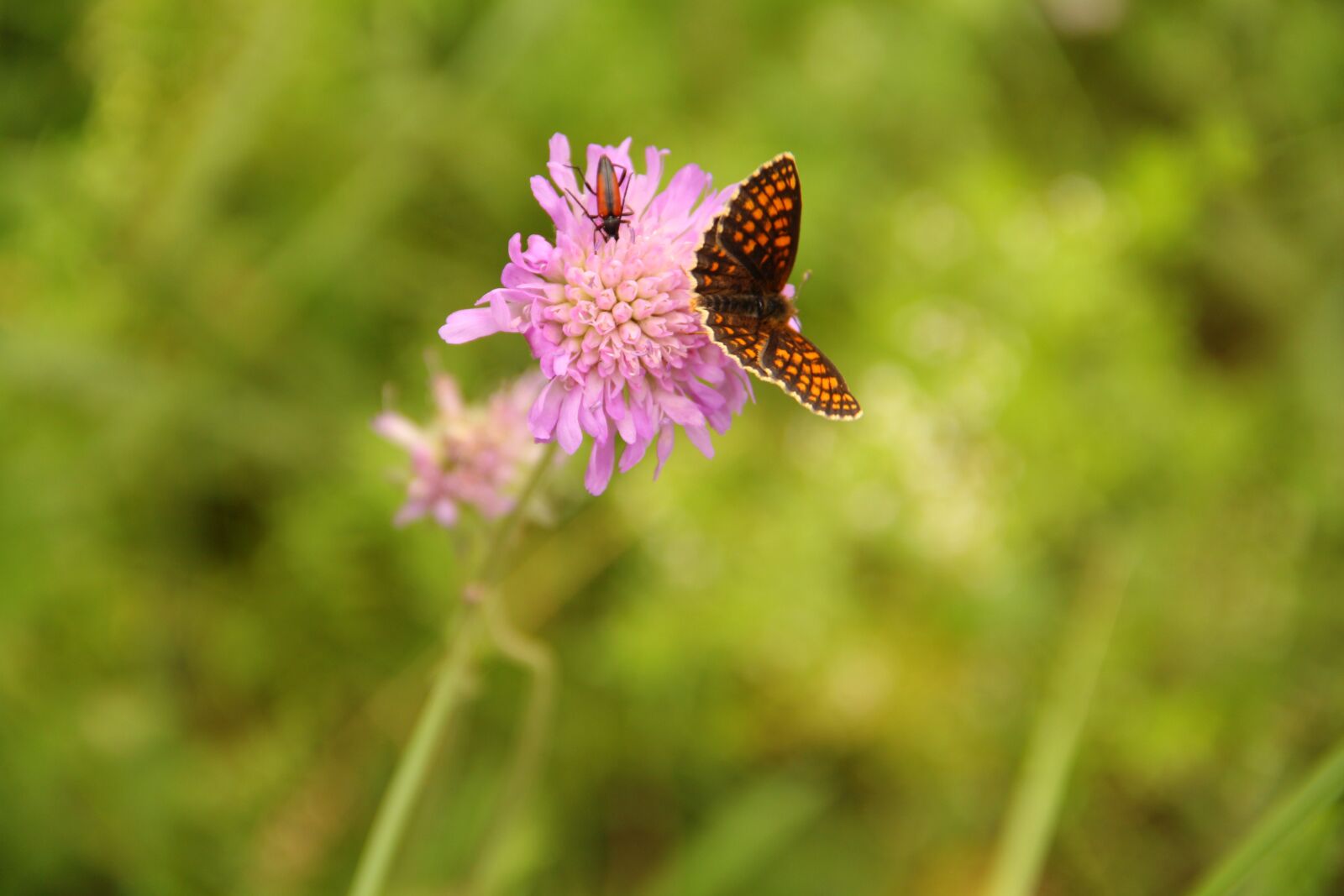Canon EOS 60D sample photo. Butterfly, flower photography