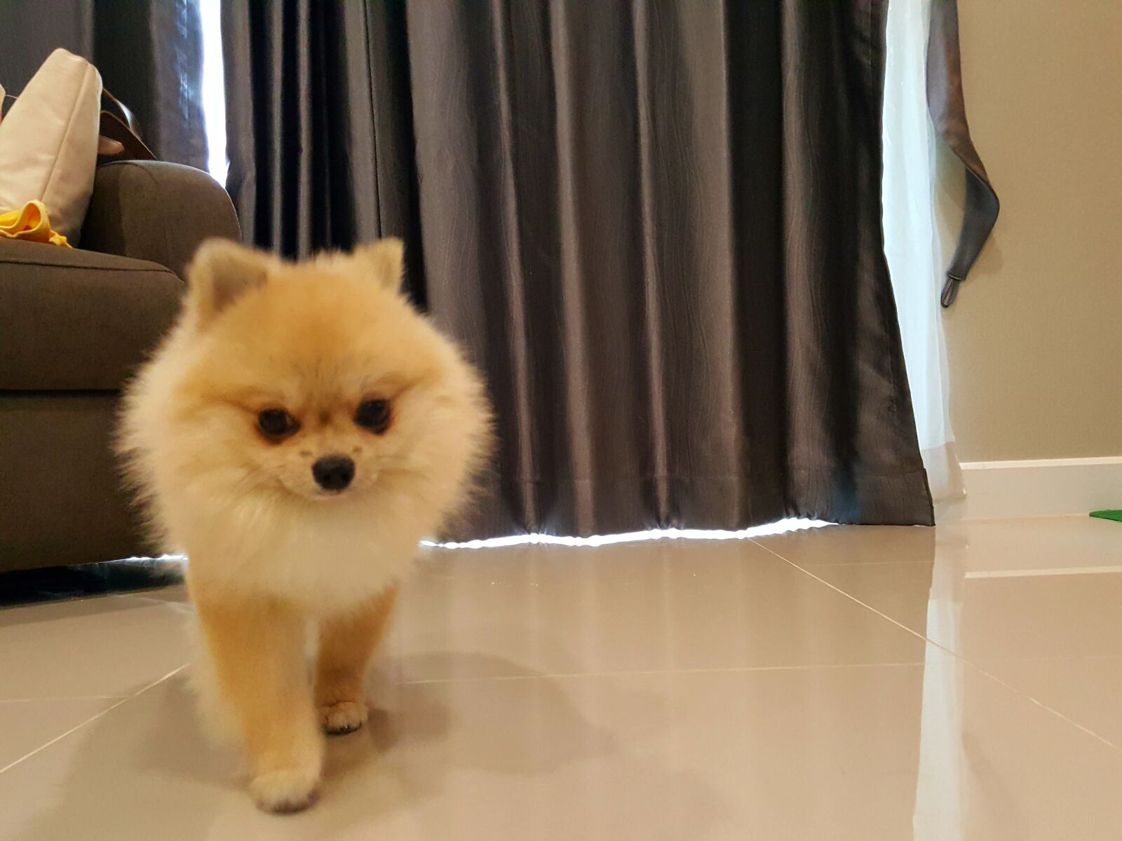 Samsung Galaxy Note5 sample photo. Pomeranian in-door, i love photography