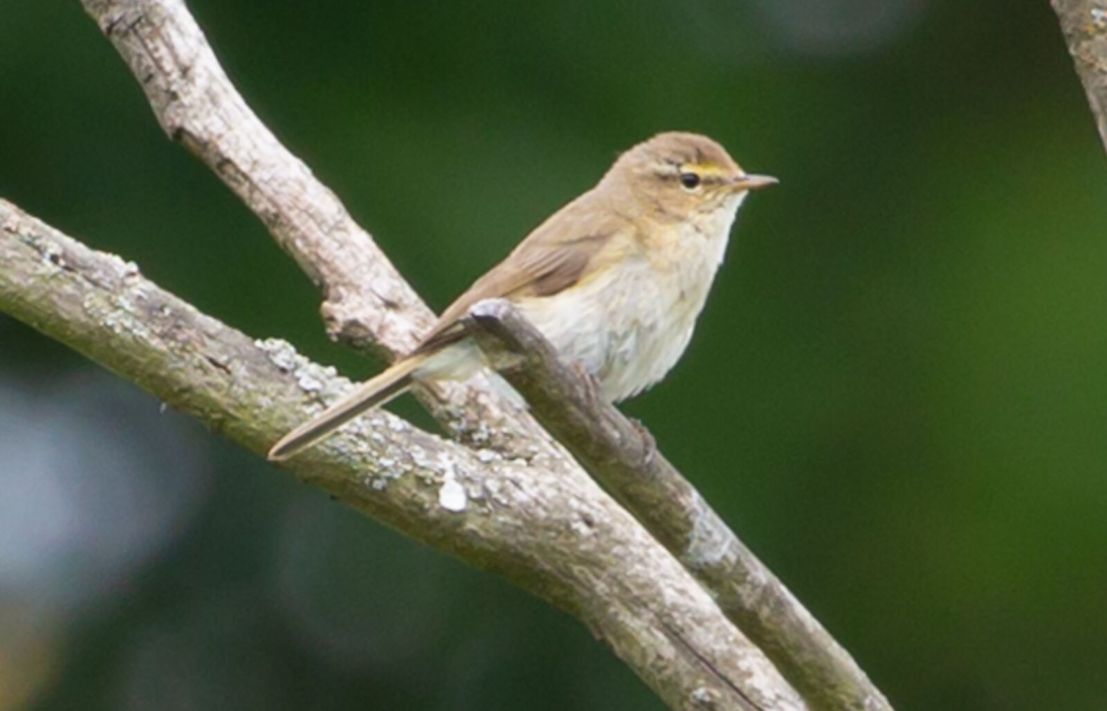 Canon EOS 5D Mark III sample photo. Phylloscopus collybita, chiffchaff, warbler photography
