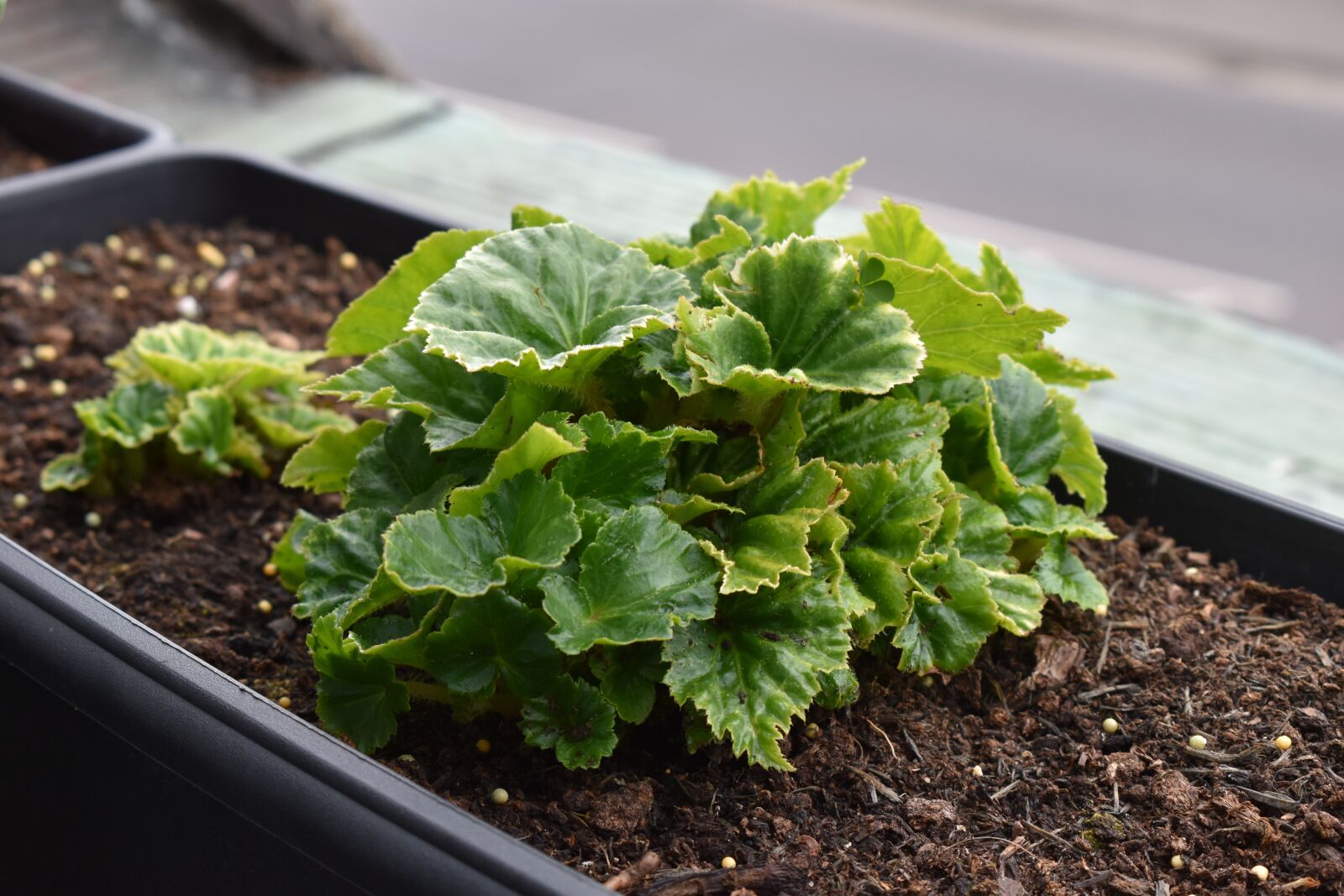 Nikon D5600 sample photo. Plants, flowers, begonias photography