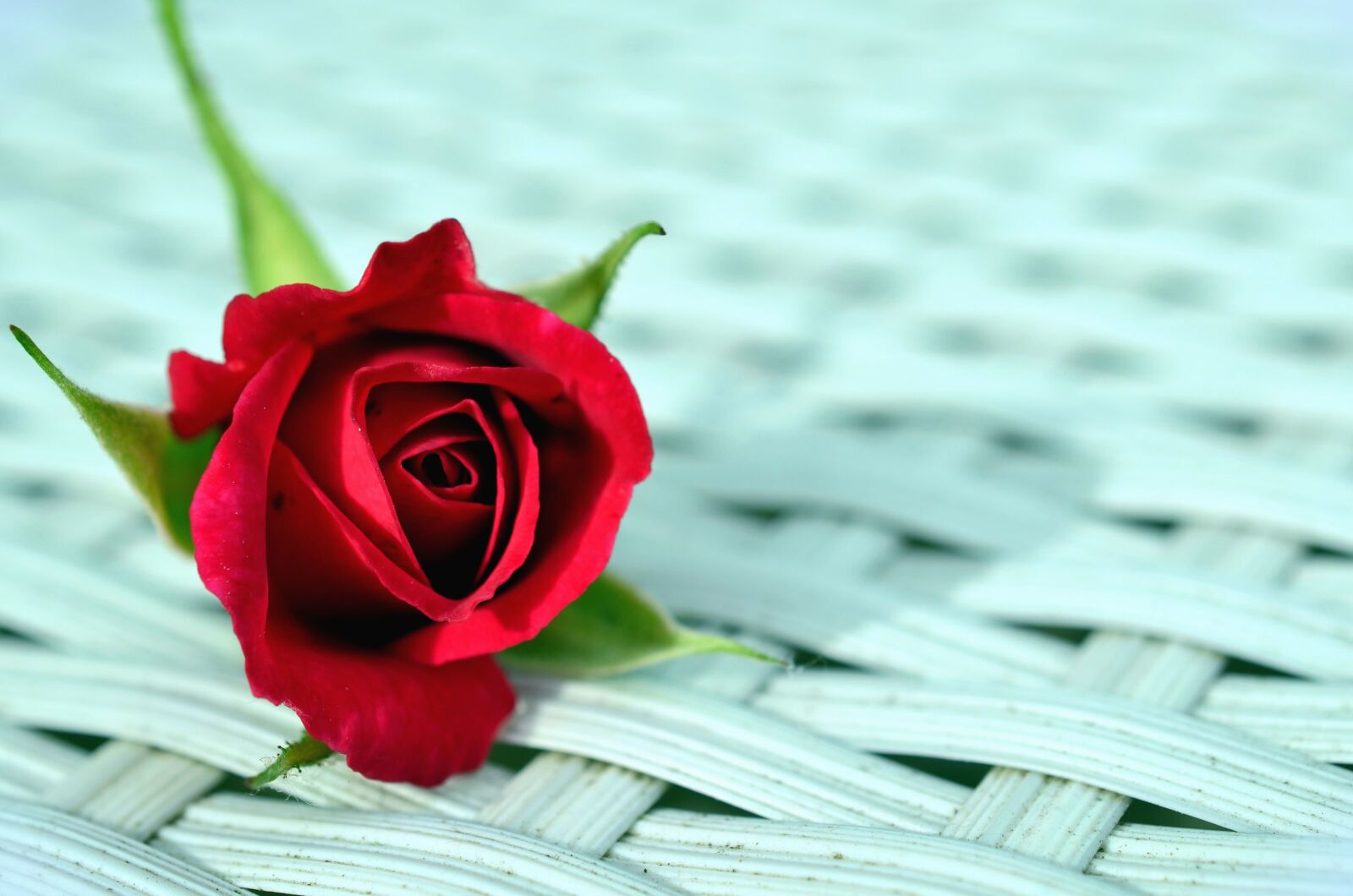 Nikon D5100 sample photo. Rose, flower, petal, bud photography