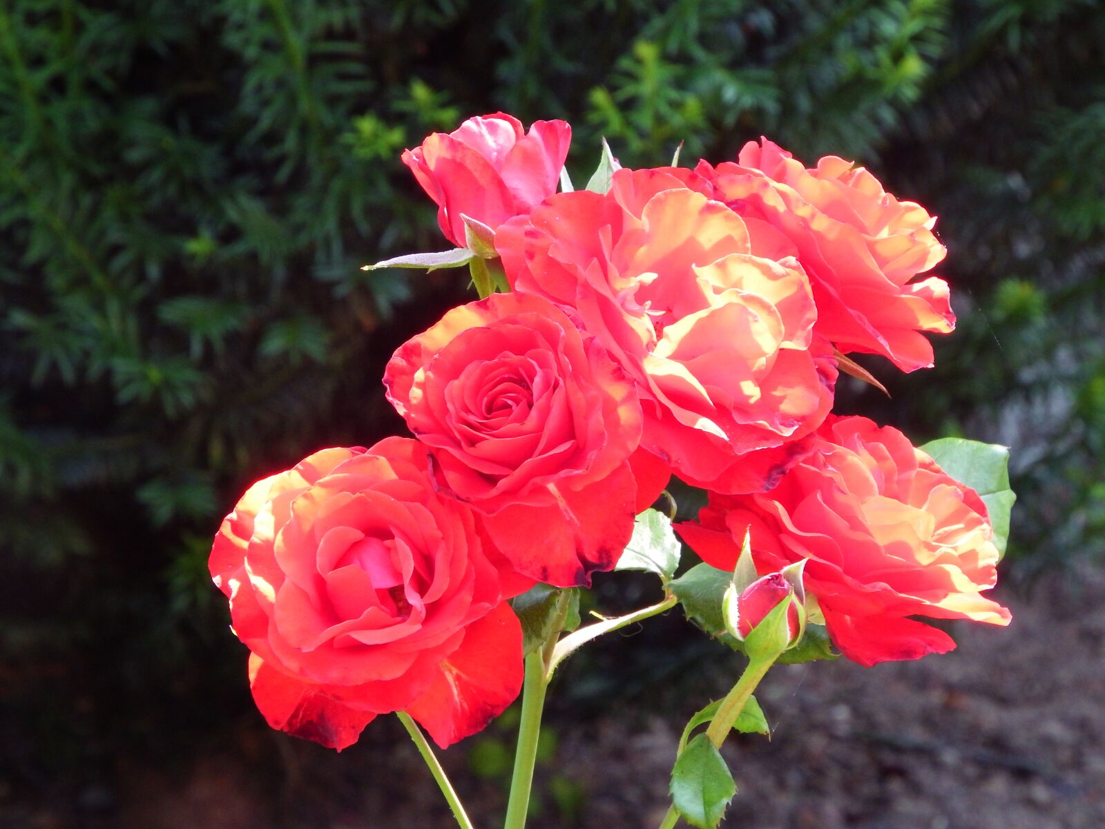 Fujifilm FinePix SL1000 sample photo. Red roses, flowers, plants photography