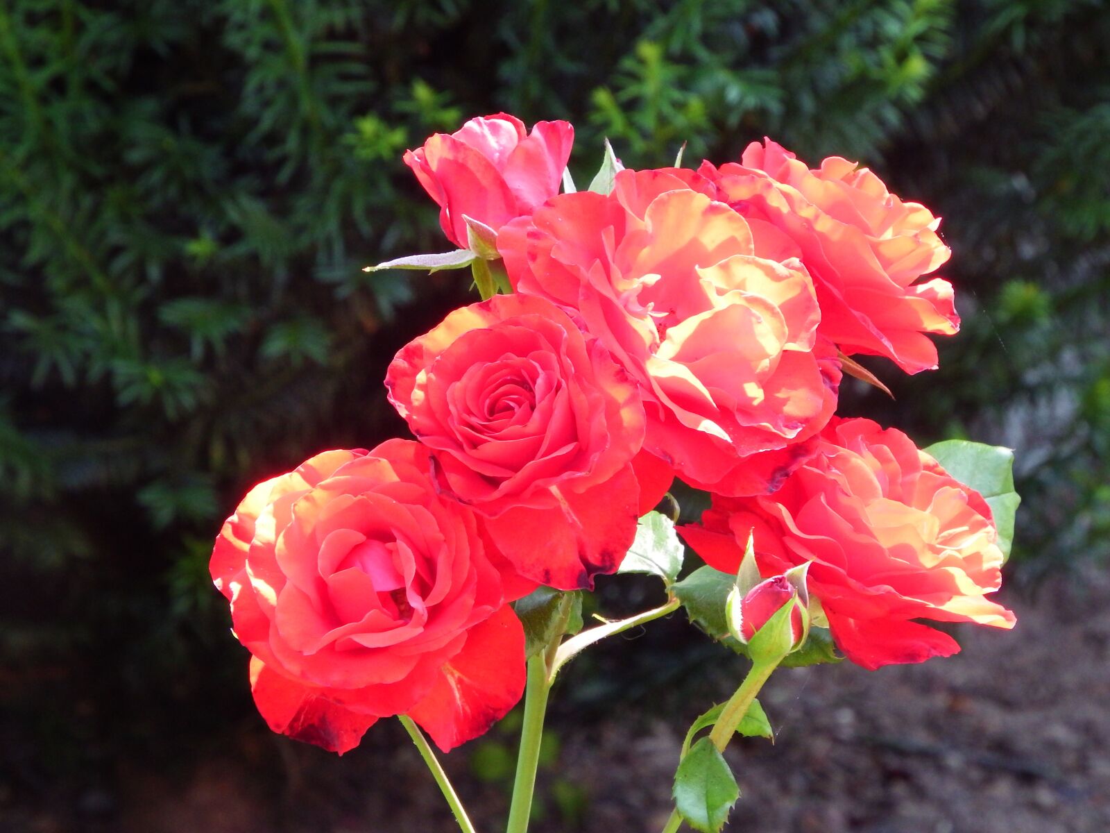 Fujifilm FinePix SL1000 sample photo. Red roses, flowers, plants photography