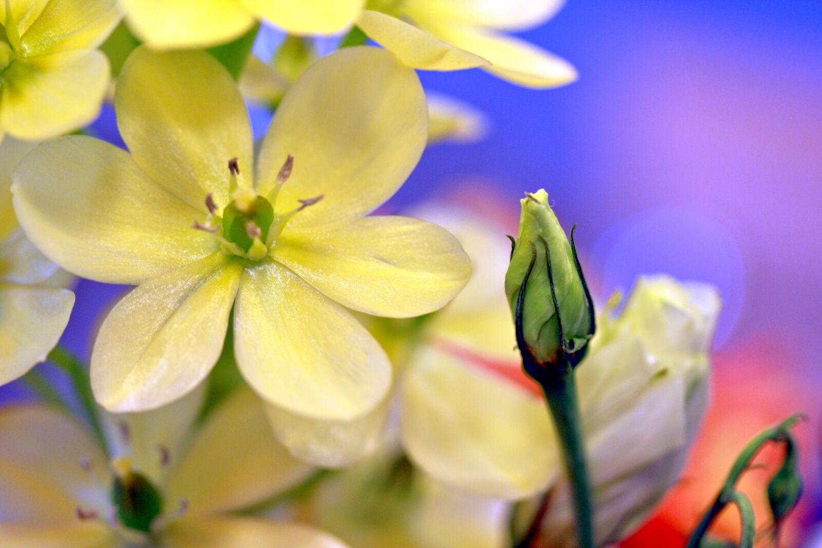 Canon EOS 550D (EOS Rebel T2i / EOS Kiss X4) sample photo. Flowers, nature, yellow flower photography