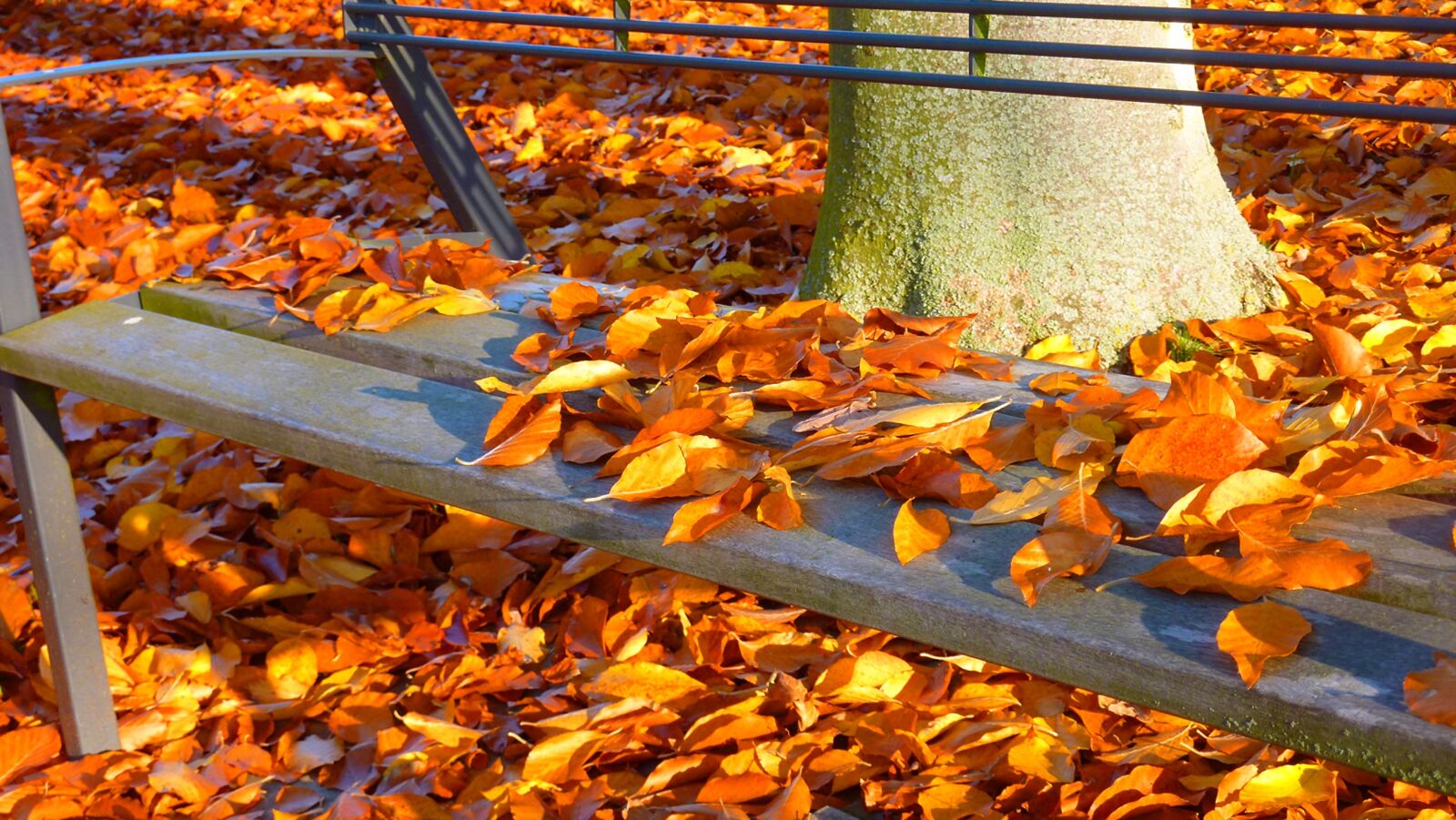 Panasonic DMC-TZ7 sample photo. Autumn, autumn leaf, fall photography