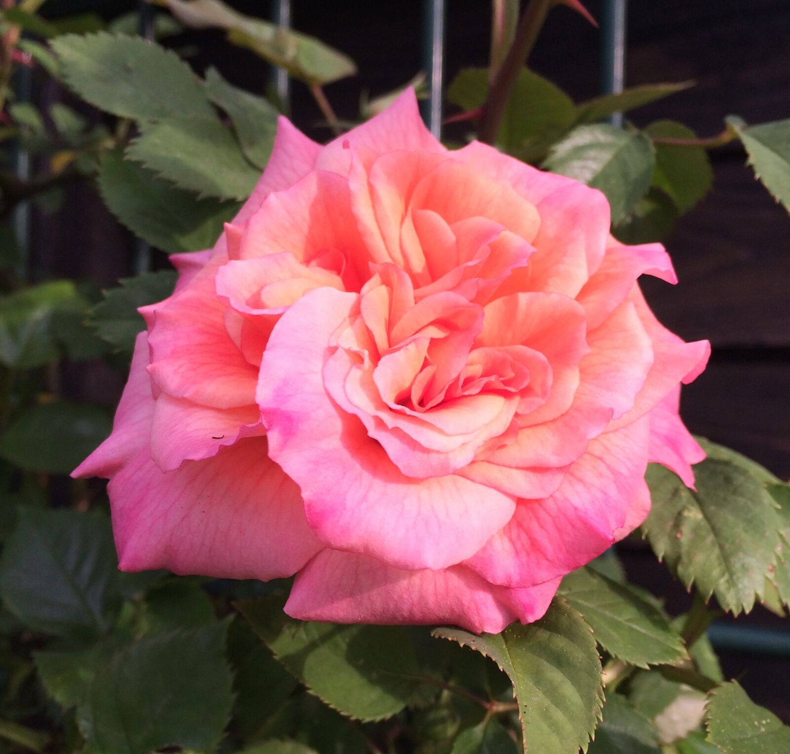 iPhone 5s back camera 4.15mm f/2.2 sample photo. Rose, flower, rose blooms photography