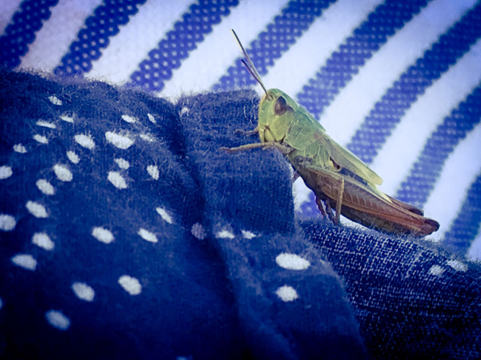 iPhone 6s back camera 4.15mm f/2.2 sample photo. Blau, gestreift, grashopper, heuschrecke photography