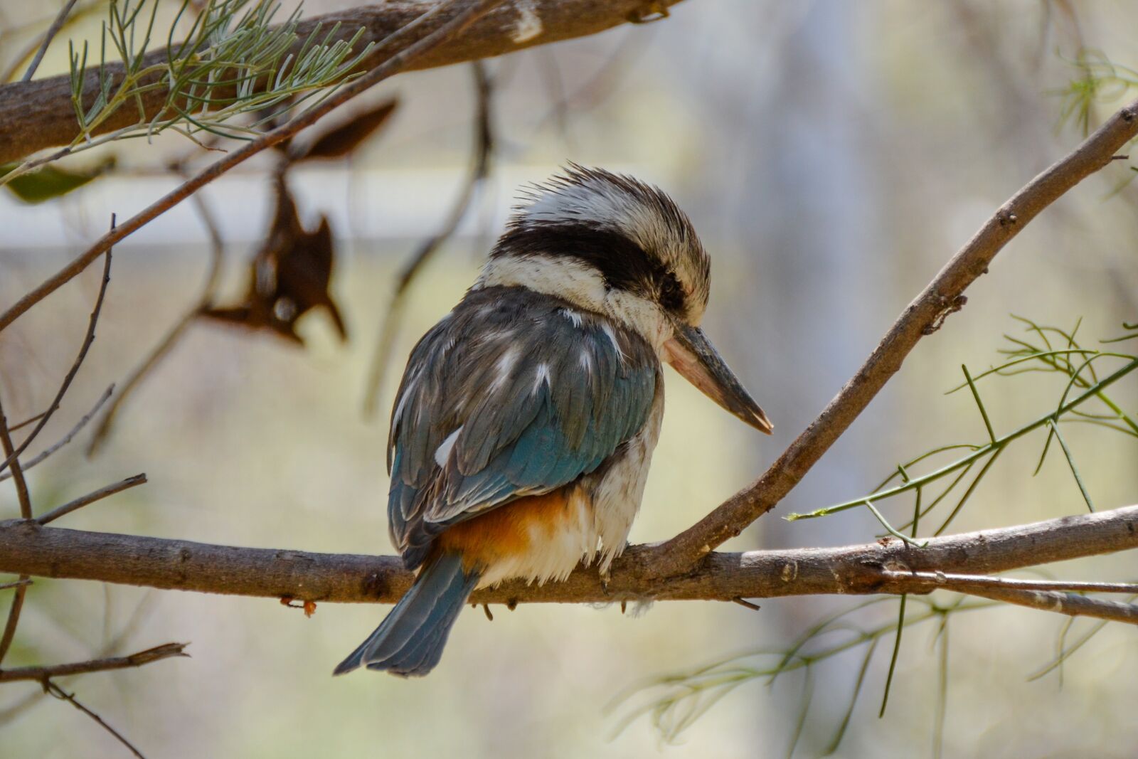 Nikon D5100 sample photo. Red-backed kingfisher, kingfisher, todiramphus photography