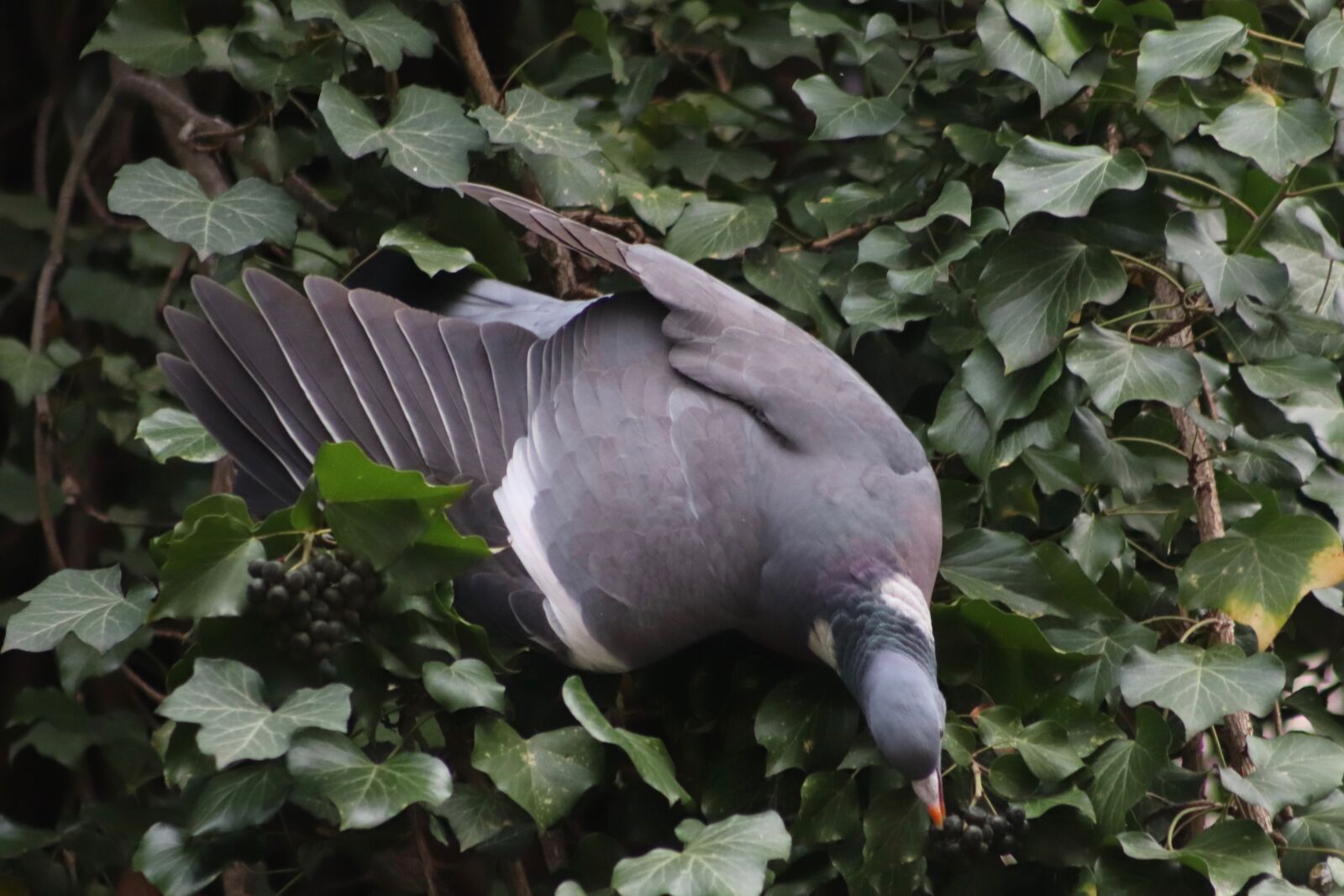 Canon EOS 800D (EOS Rebel T7i / EOS Kiss X9i) sample photo. Dove, bird, plumage photography