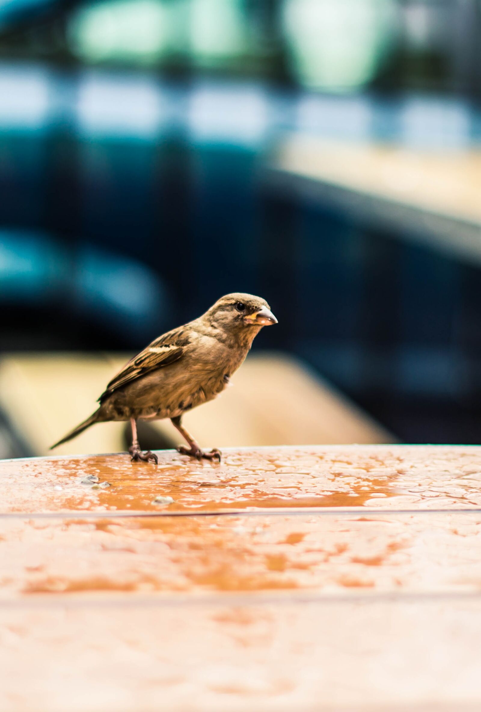 Nikon D3100 sample photo. Bird, sparrow, nature photography