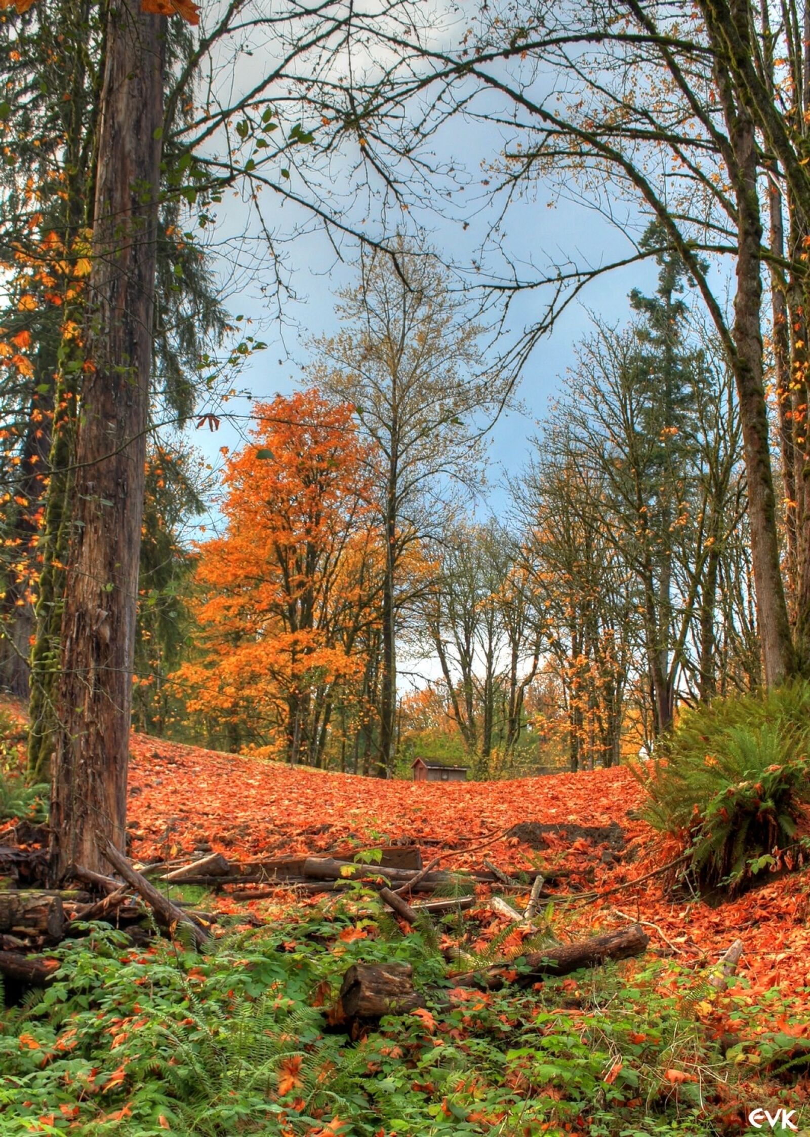 Canon EOS 550D (EOS Rebel T2i / EOS Kiss X4) sample photo. Orange, autumn, trees photography